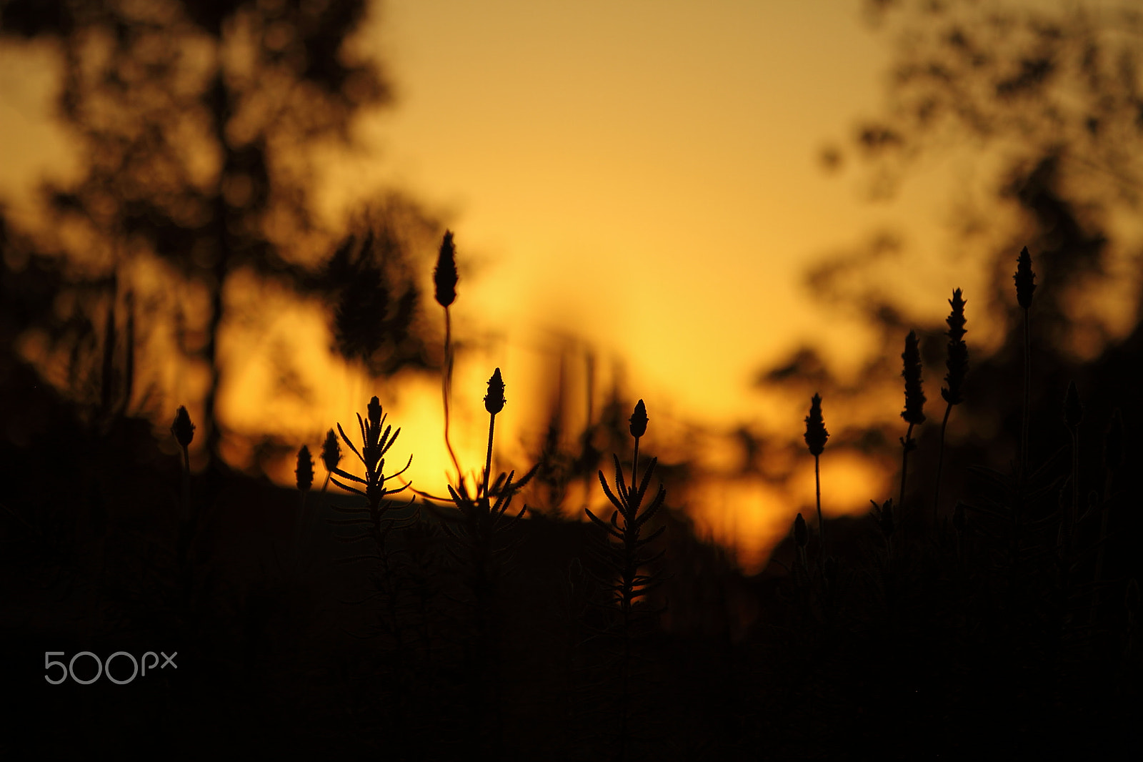 Canon EOS 7D sample photo. Sundown lavender photography