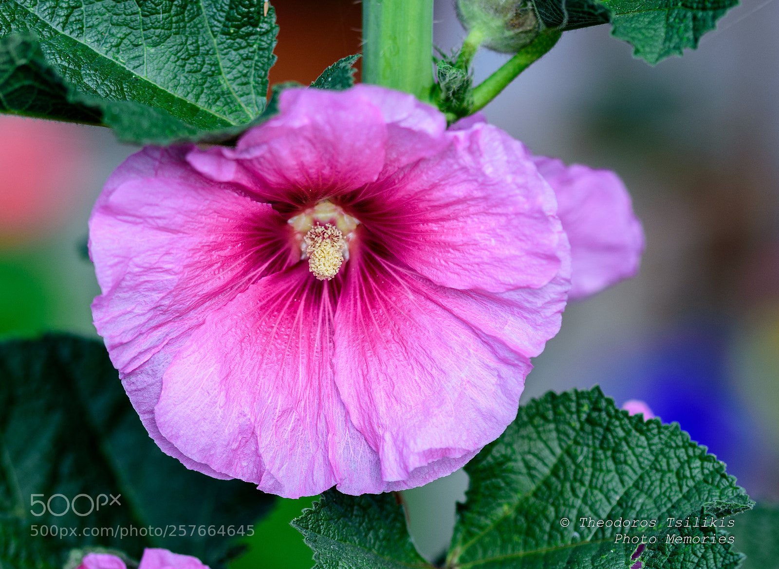 Nikon D7200 sample photo. Natural colors i photography