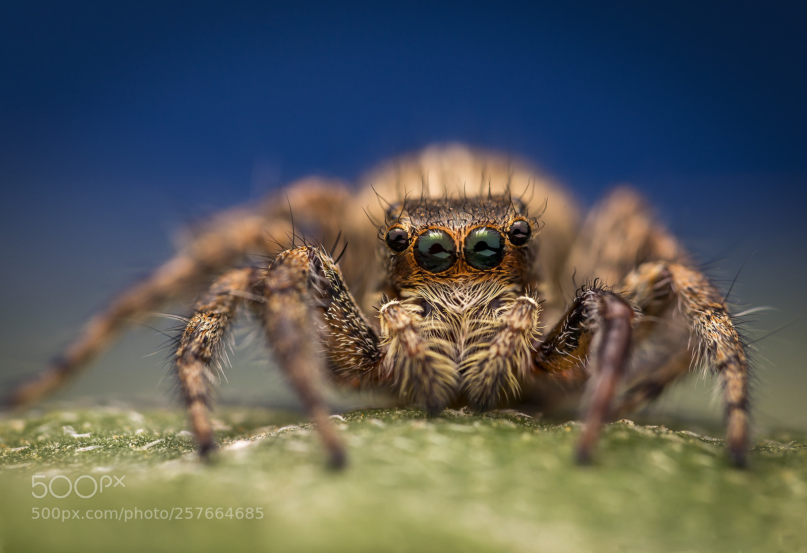 Canon EOS 6D sample photo. Jumping spider photography