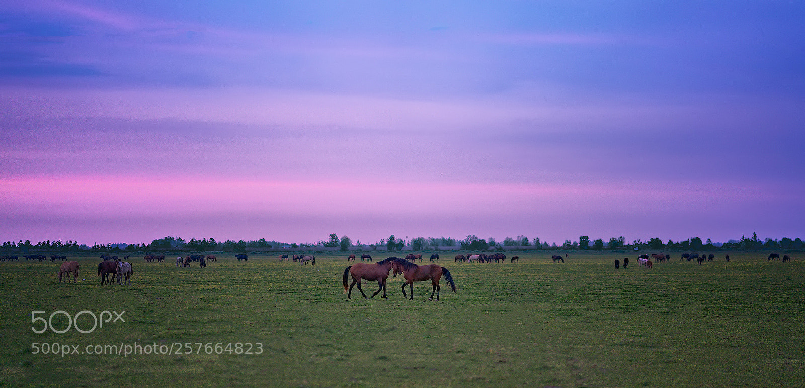 Sony a7R III sample photo. Horses photography