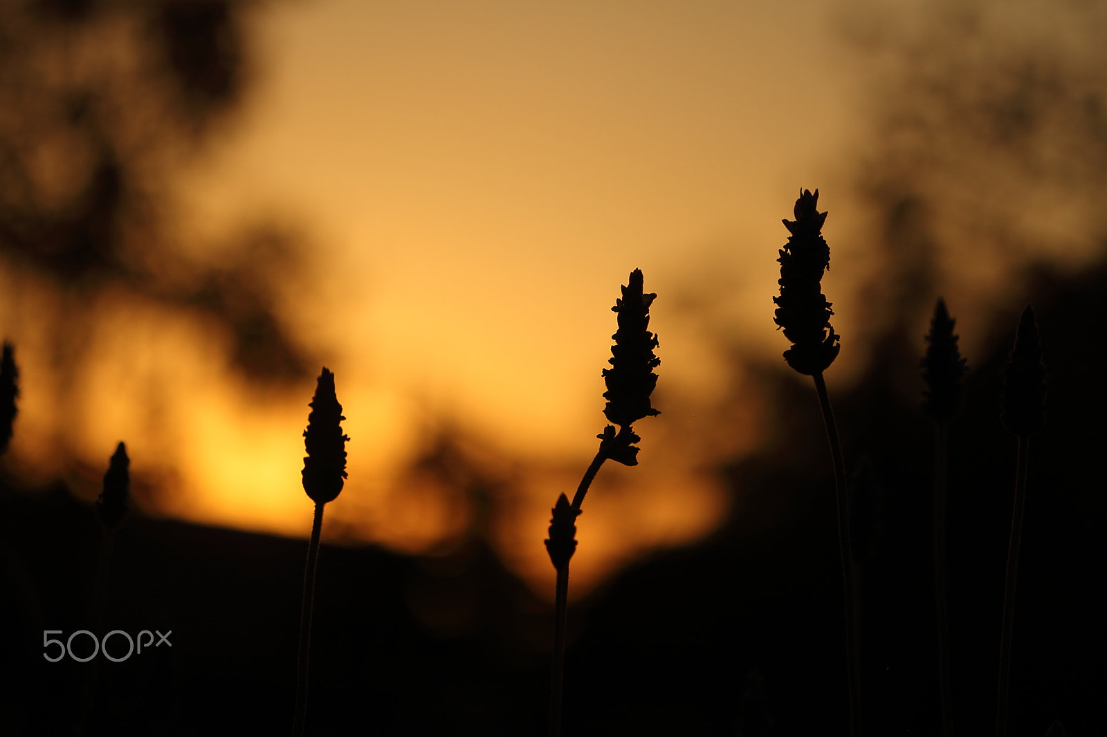 Canon EOS 7D sample photo. Sundown lavender photography