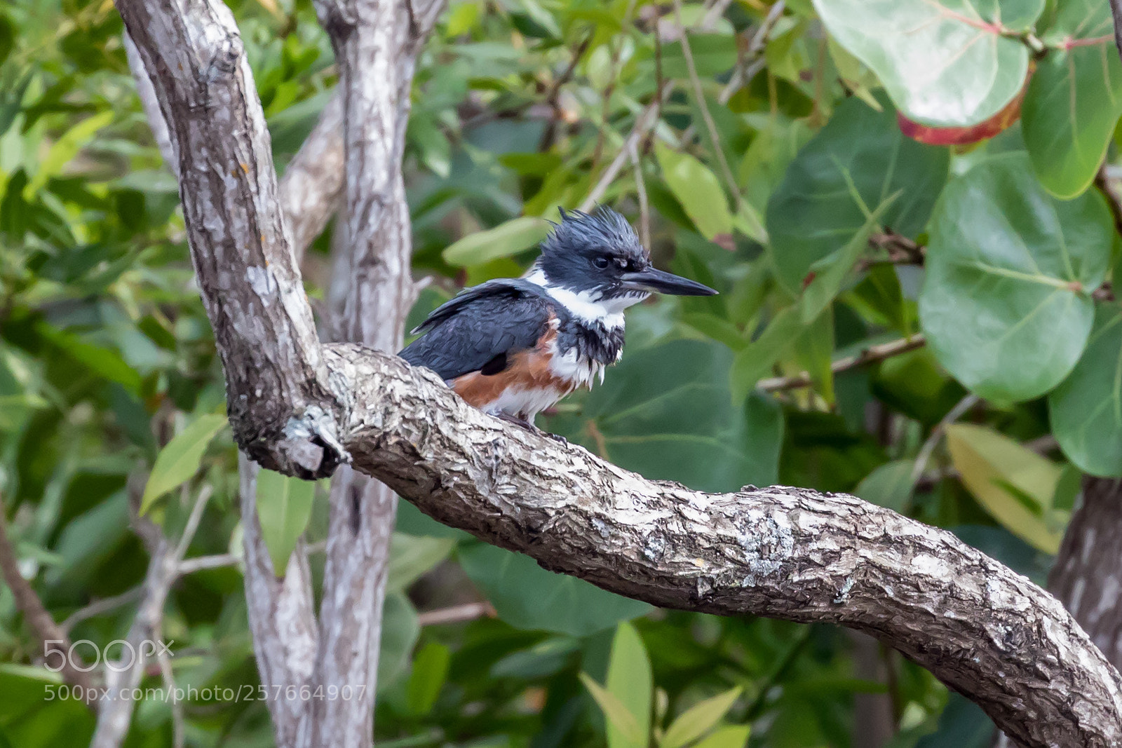 Canon EOS 5D Mark IV sample photo. Kingfisher photography