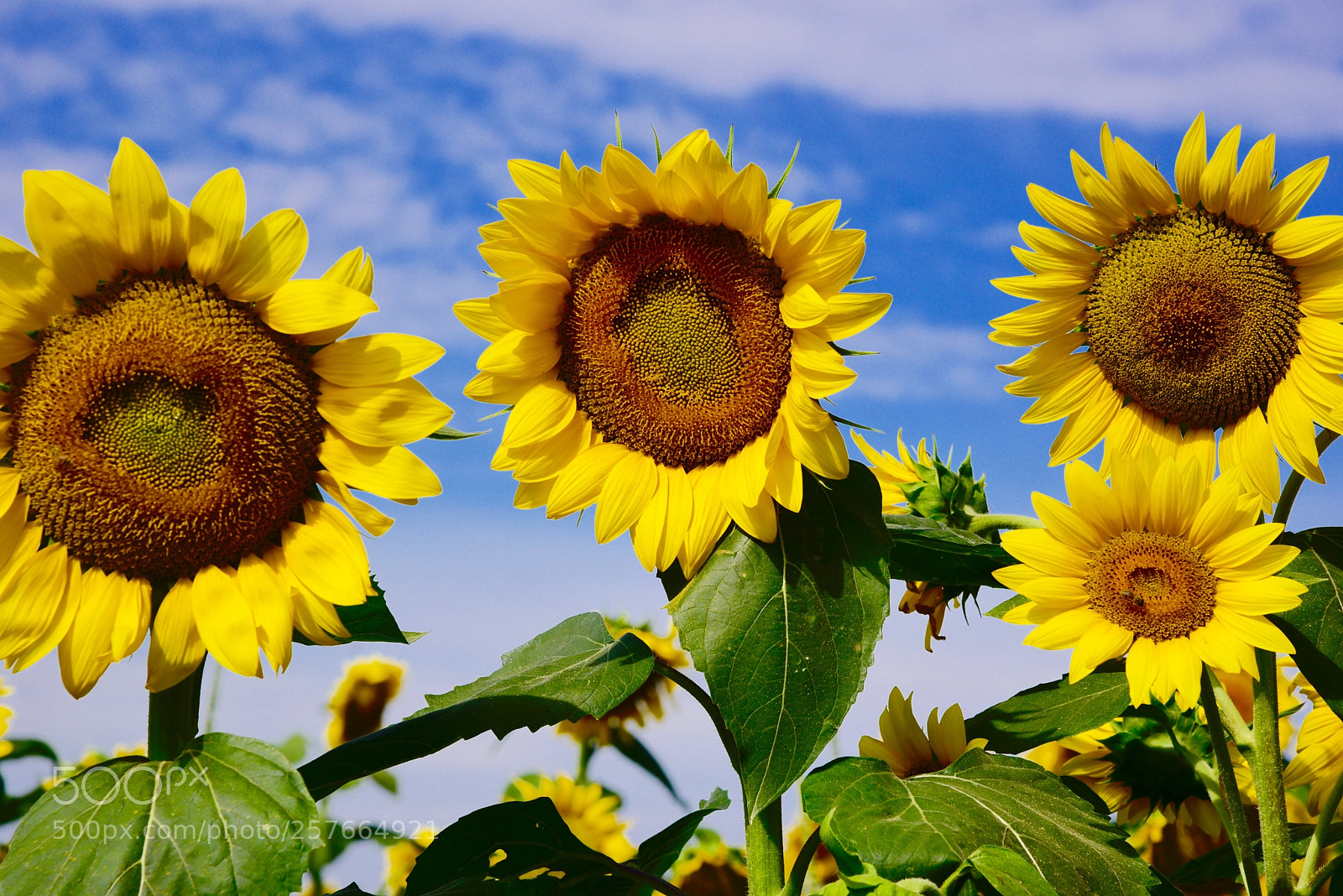 Nikon D750 sample photo. Untitled photography
