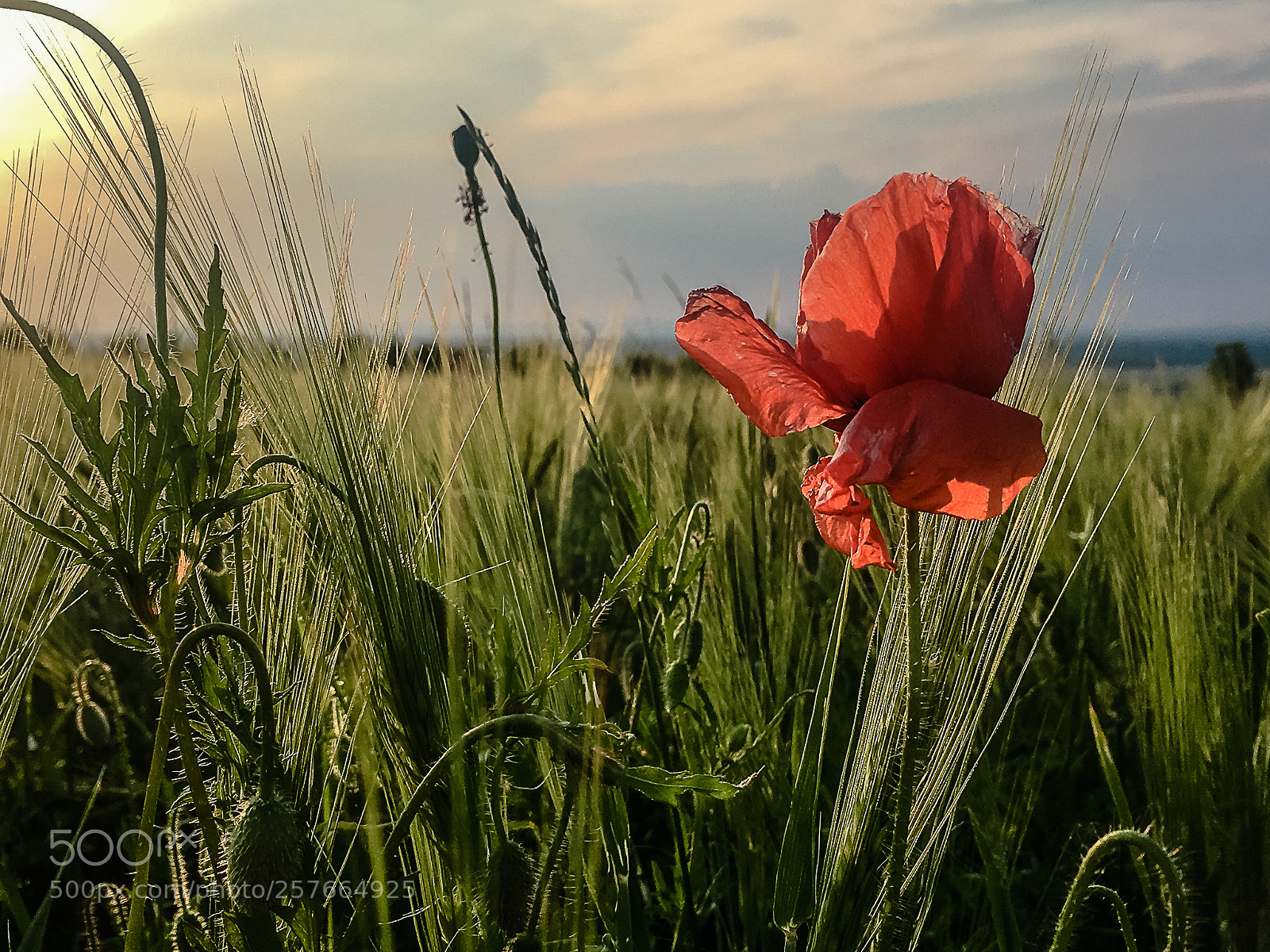 Apple iPhone 6s Plus sample photo. Poppy in the sunset photography