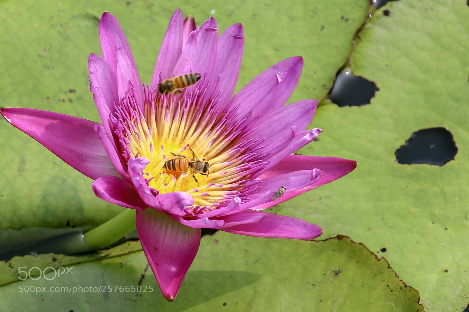 Canon EOS 70D sample photo. Seerose photography