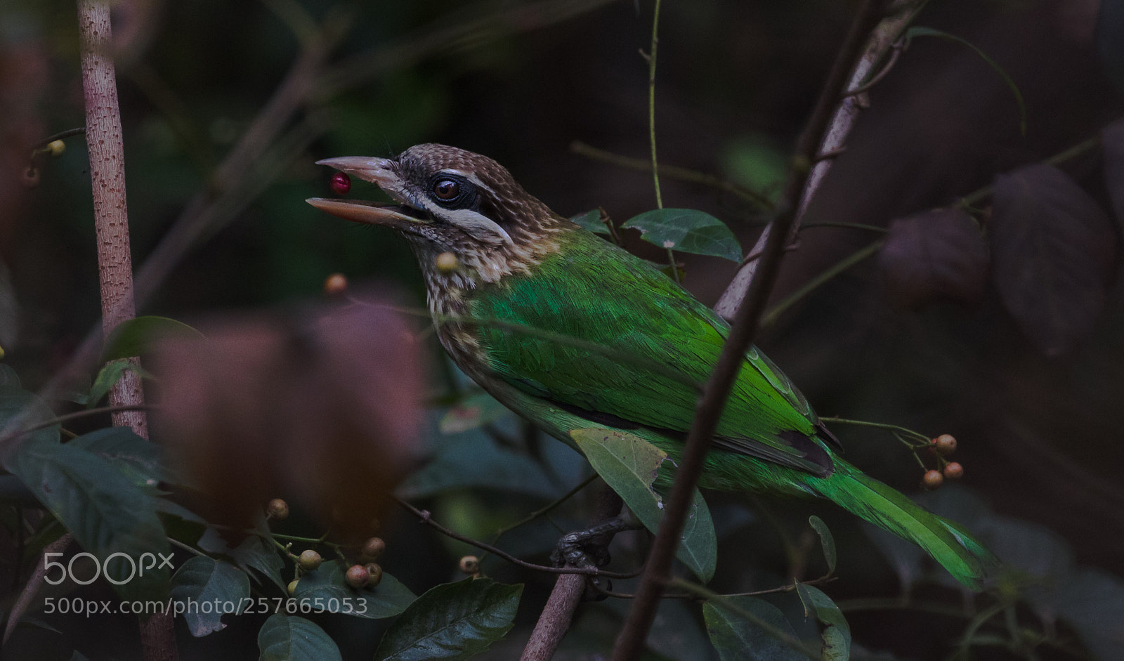 Canon EOS 5D Mark IV sample photo. White-cheeked barbet photography