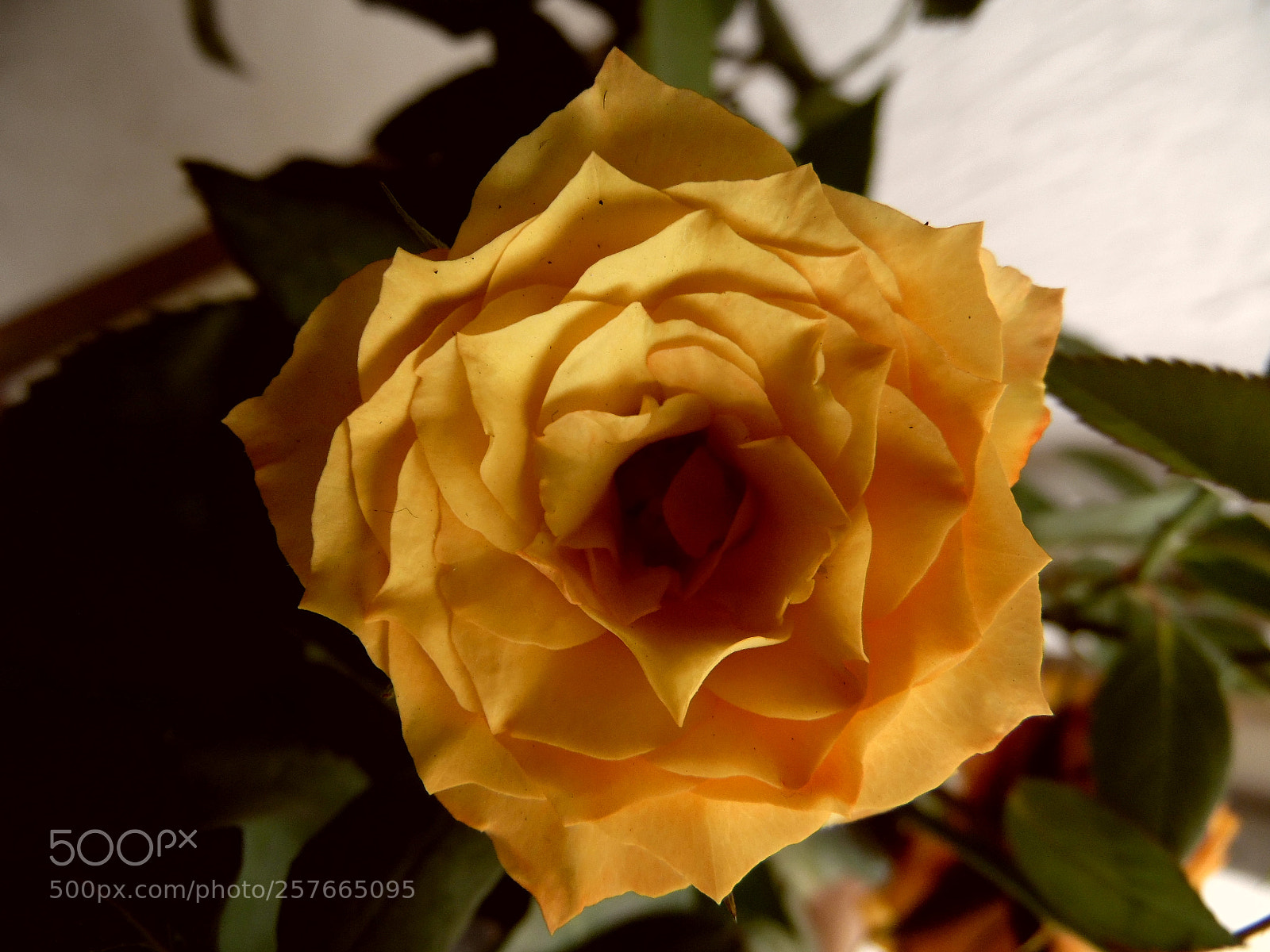 Samsung WB1100F/WB1101F/WB1102F sample photo. "amor desaparecido" photography