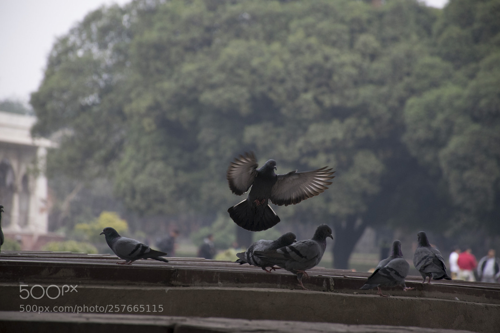 Nikon D5300 sample photo. Pigeons feeding and flying photography