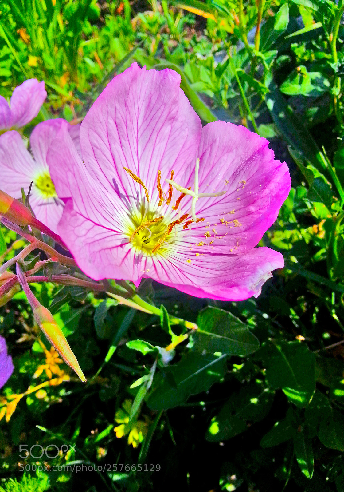 Samsung Galaxy Note2 sample photo. Flower photography