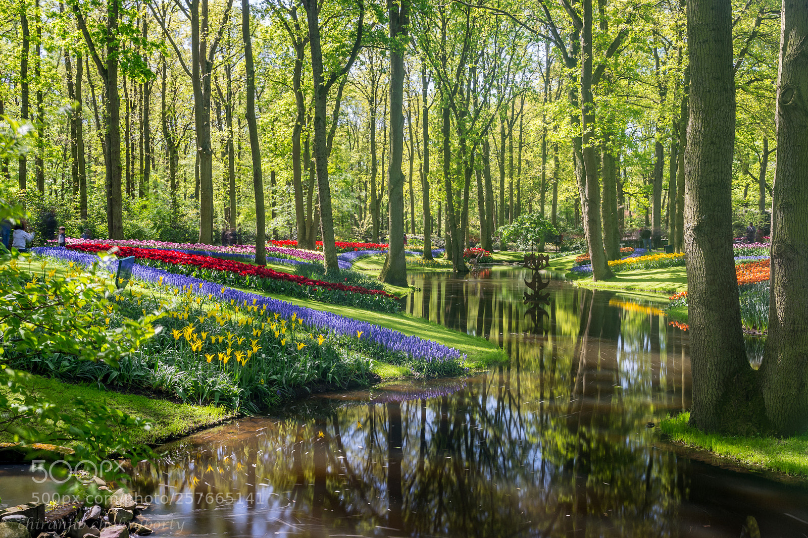 Nikon D7200 sample photo. Special keukenhof photography