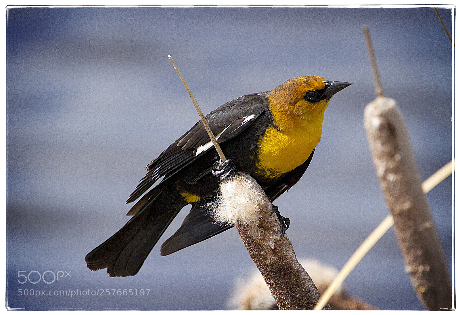 Canon EOS 7D sample photo. Yellow-headed blackbird 1. photography