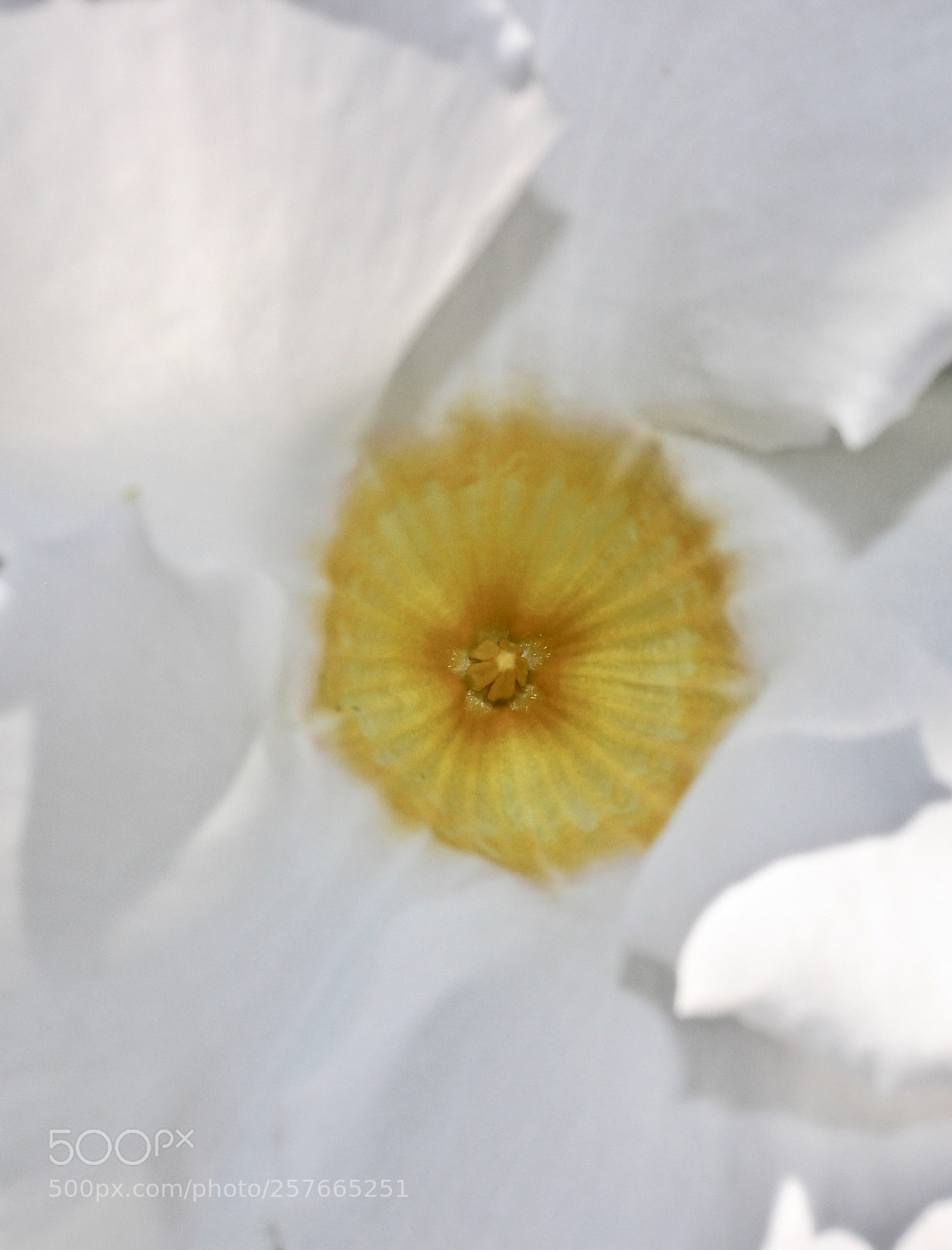 Canon EOS 700D (EOS Rebel T5i / EOS Kiss X7i) sample photo. Inside the pollen factory photography