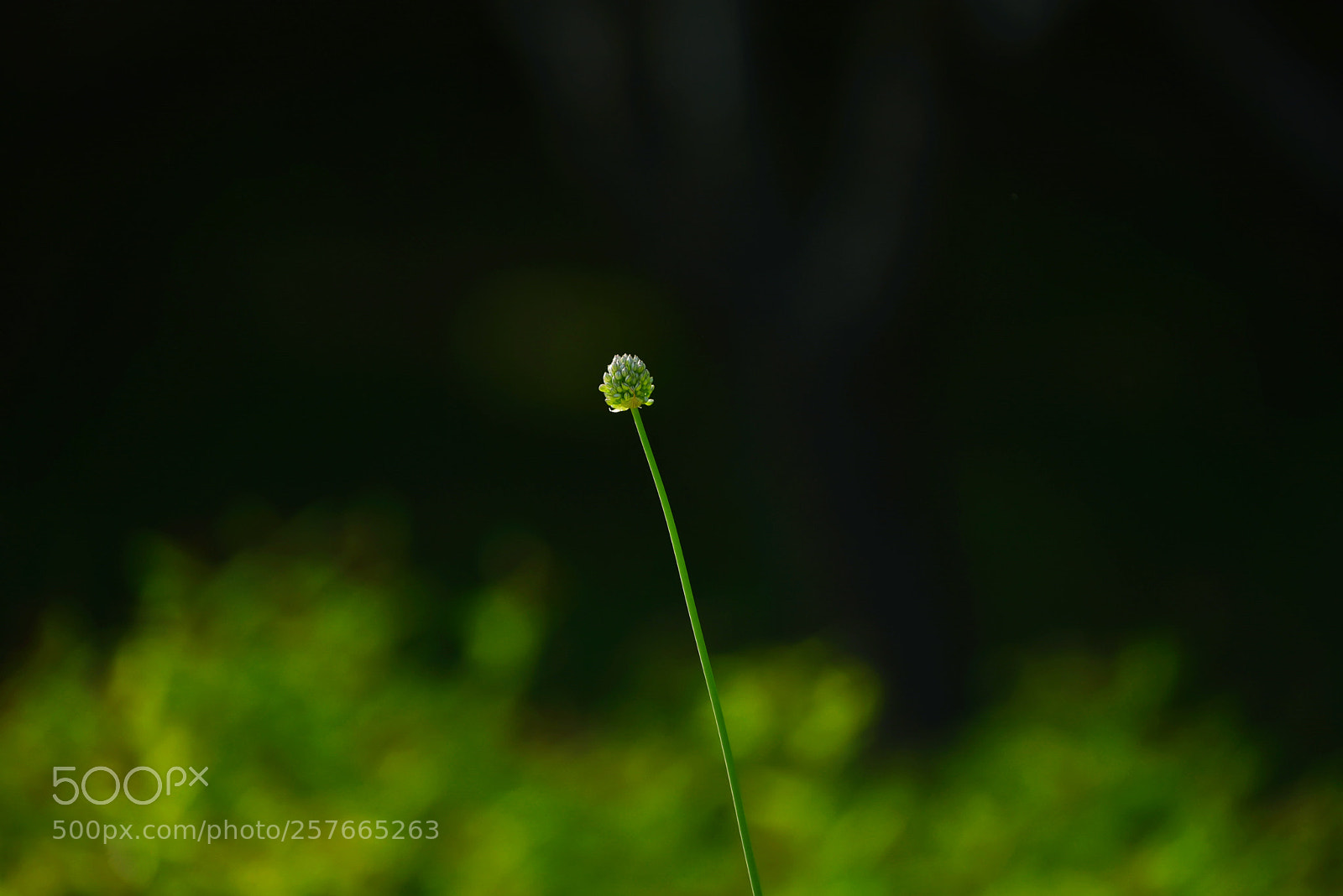 Nikon D750 sample photo. Morning photography