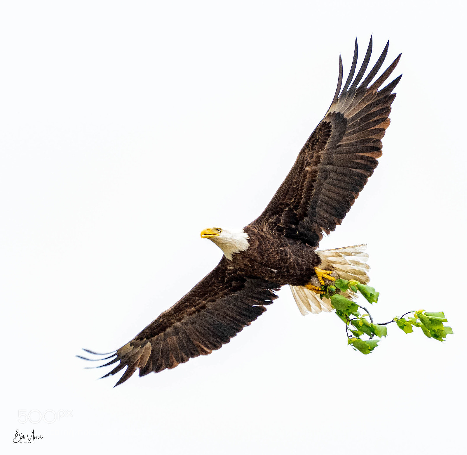 Nikon D500 sample photo. Eagle out & about photography