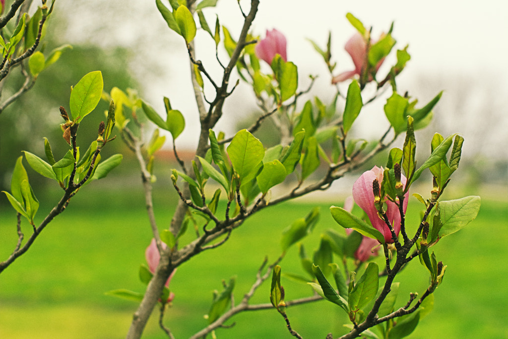 Magnolia at the End of the World by Jeff Carter on 500px.com