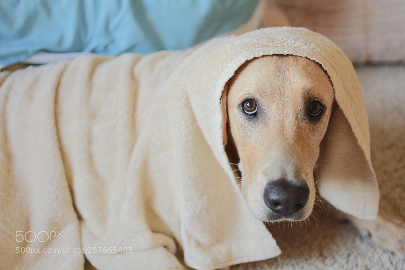 Nikon D7100 sample photo. Guilty look photography