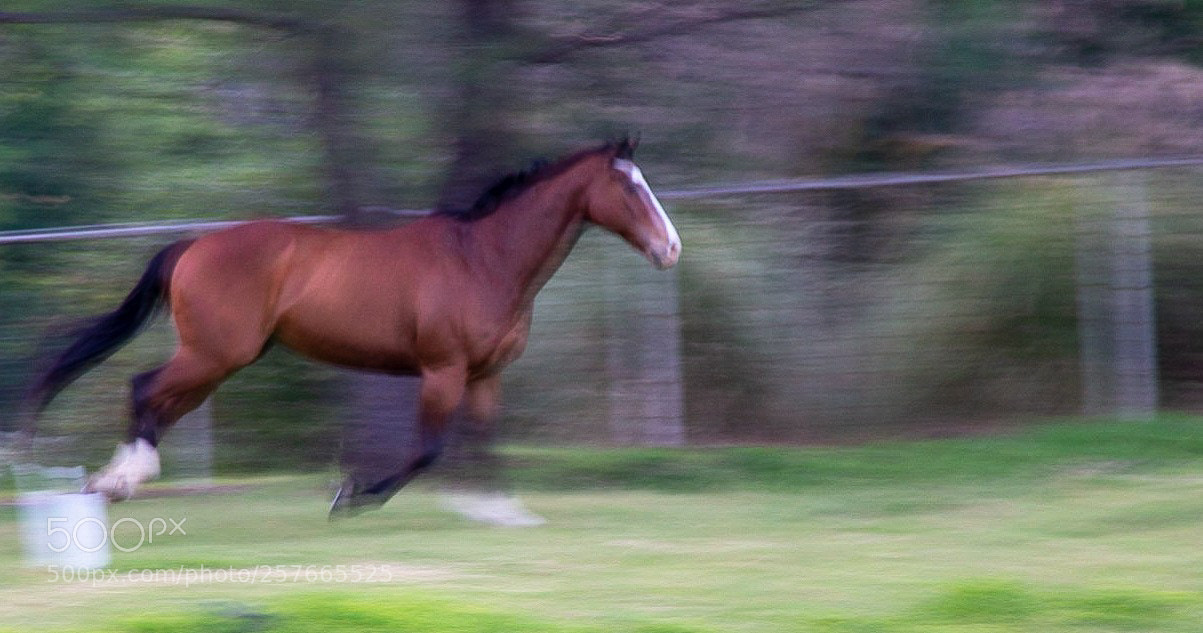 Nikon D600 sample photo. Run like the wind photography