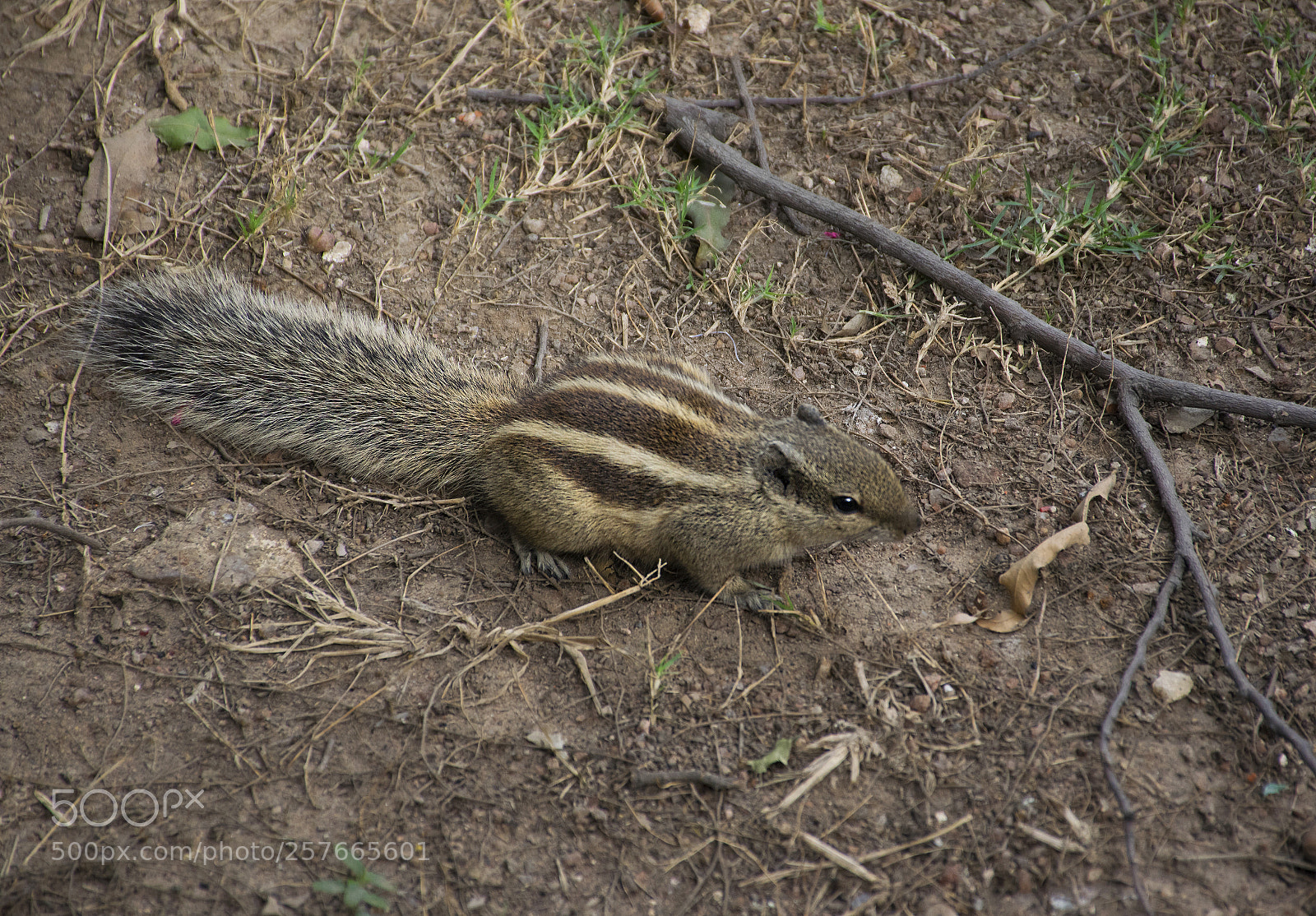 Nikon D5300 sample photo. Squirrel on a ground photography