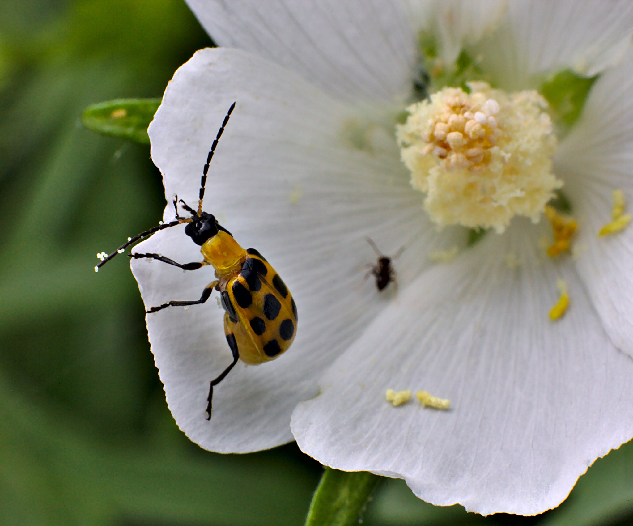 Canon EOS 5D Mark II + ZEISS Milvus 100mm F2 Macro sample photo. Spotted cucumber beetle photography
