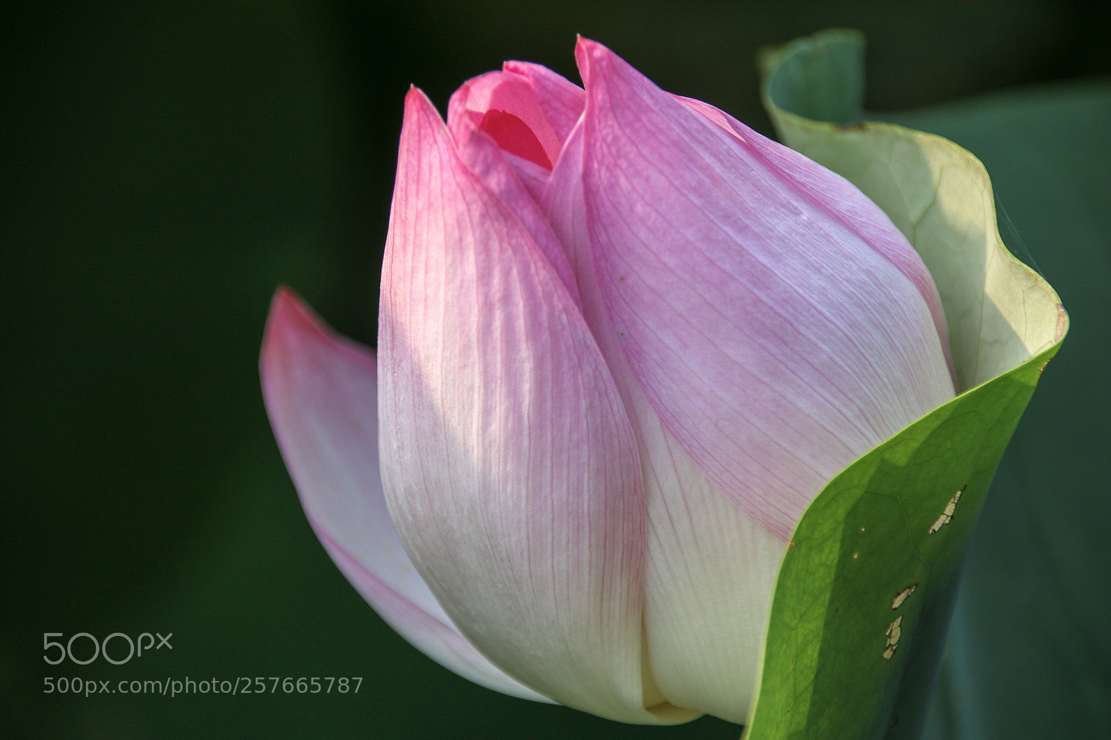 Canon EOS 70D sample photo. Lotus photography