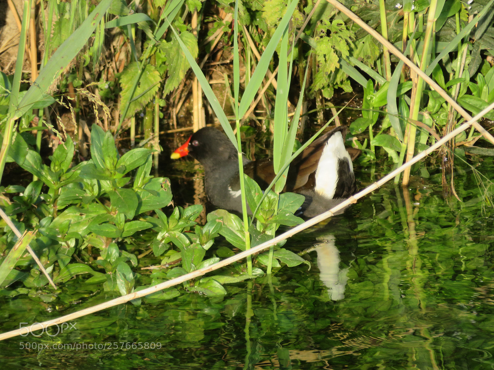 Canon PowerShot SX720 HS sample photo. Gallinula chloropus - gallinella photography