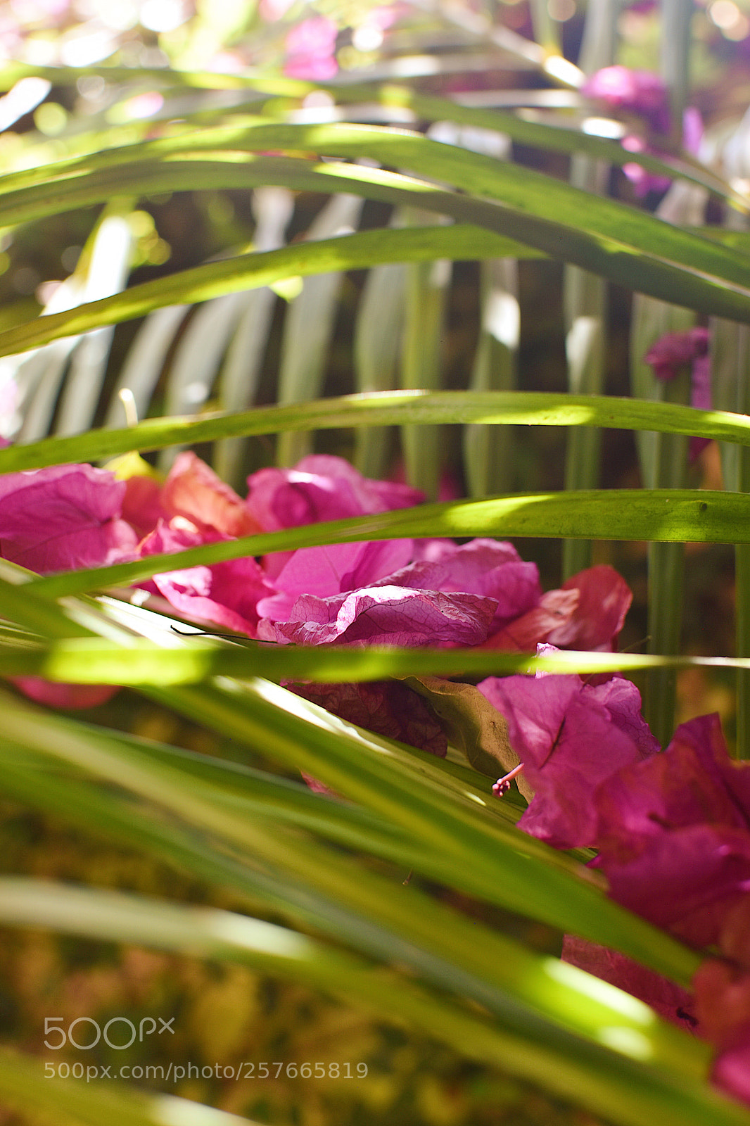 Nikon D5600 sample photo. Sprung photography