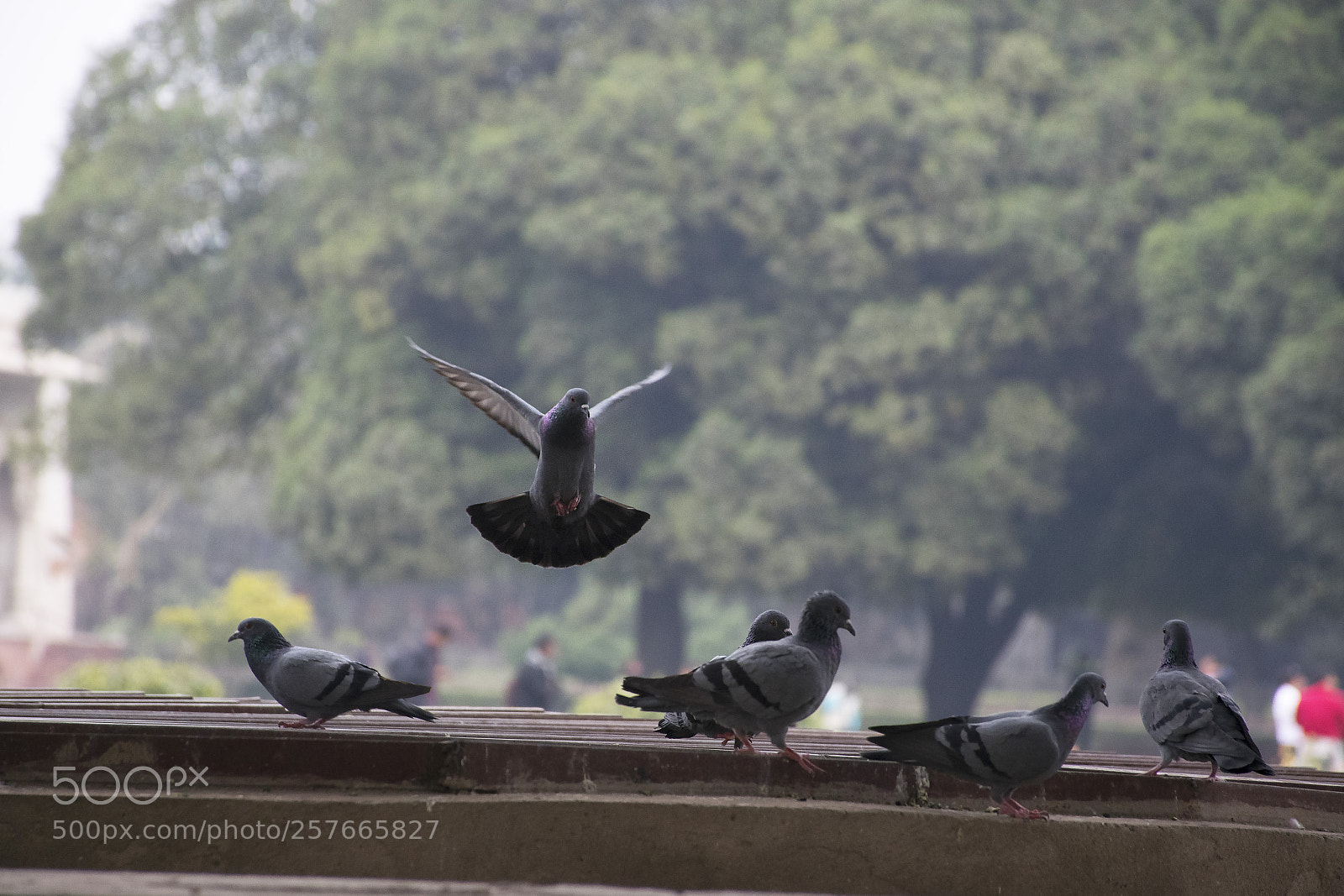Nikon D5300 sample photo. Pigeons feeding and flying photography