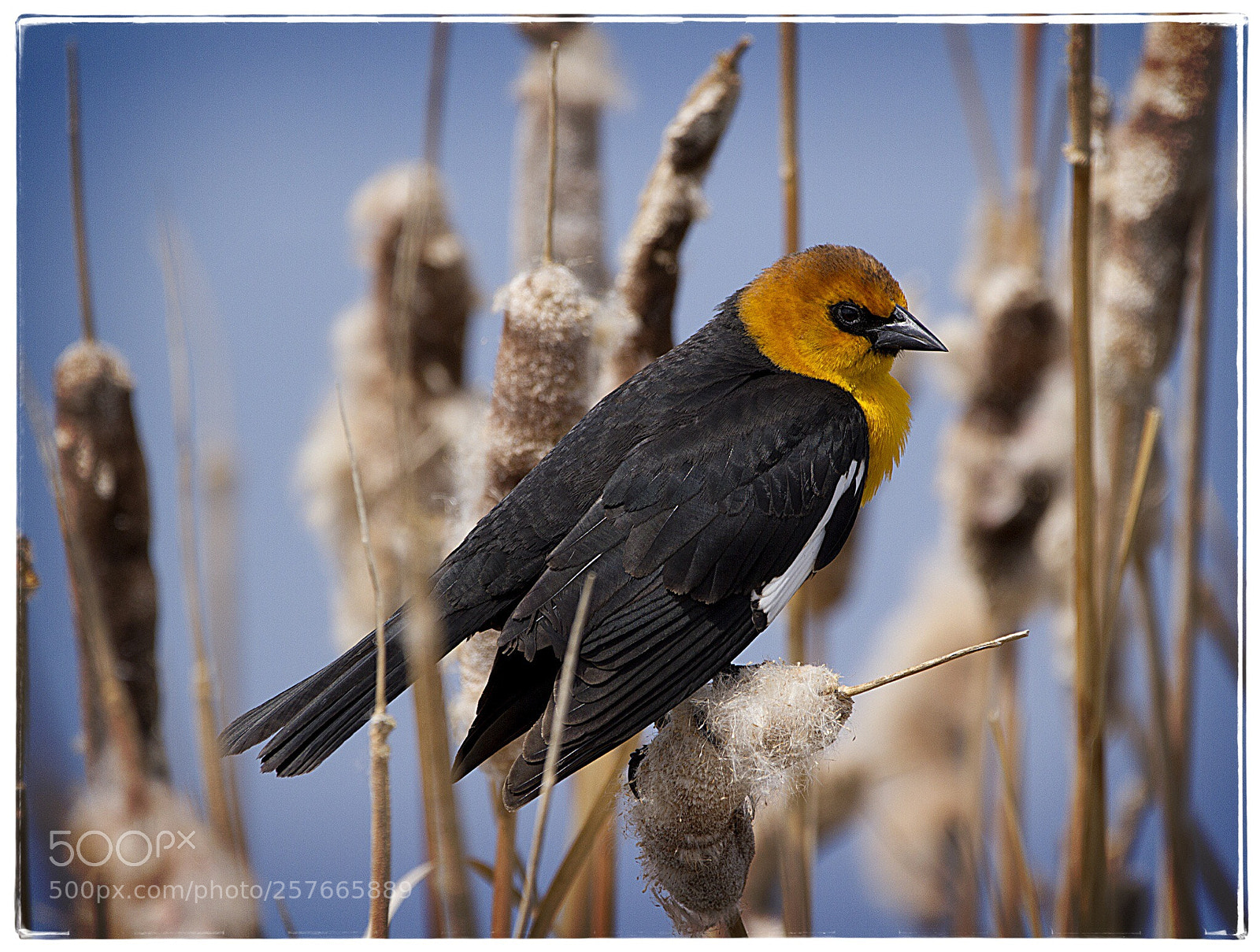 Canon EOS 7D sample photo. Yellow-headed blackbird 2. photography