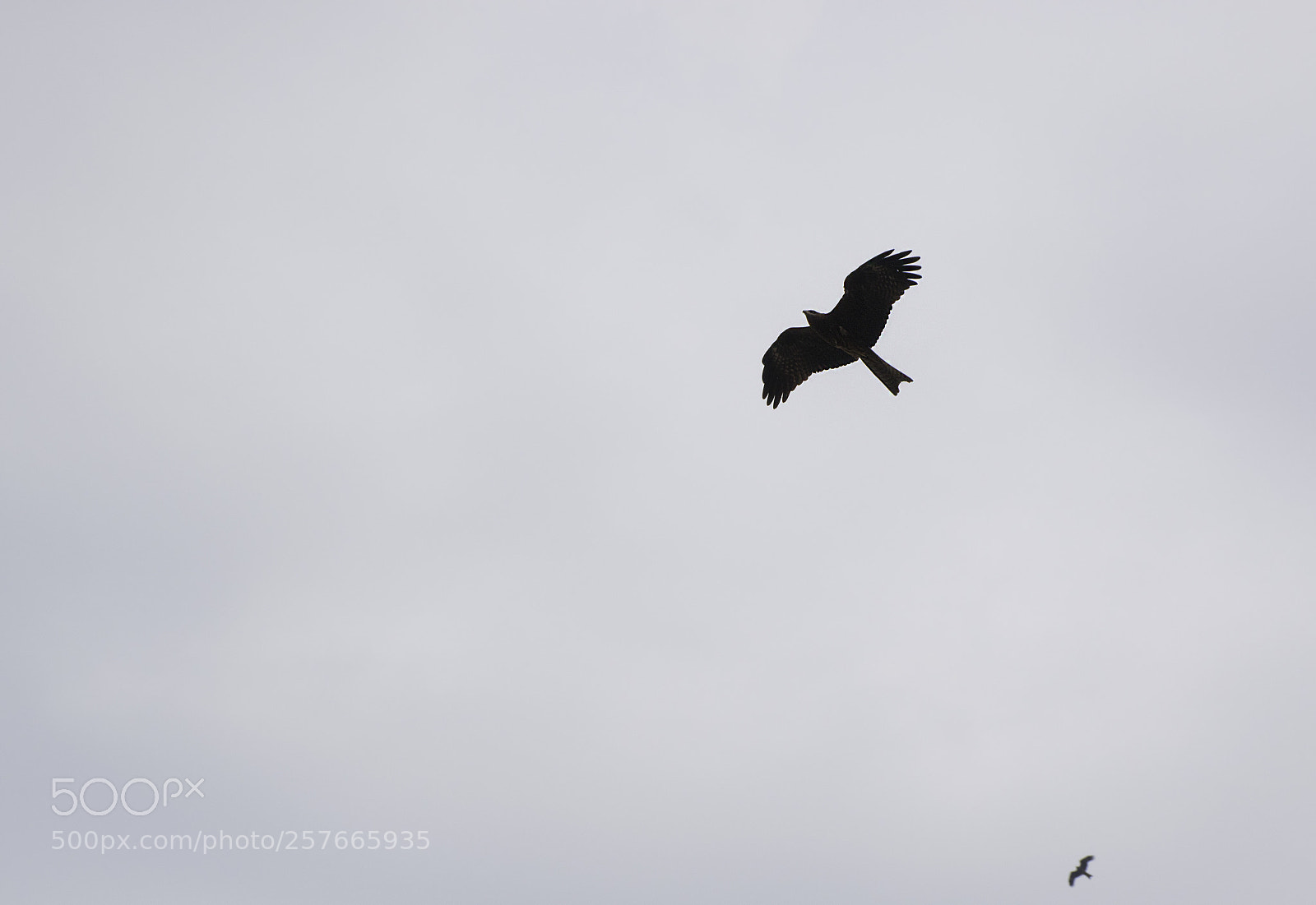 Nikon D5300 sample photo. Kite photography