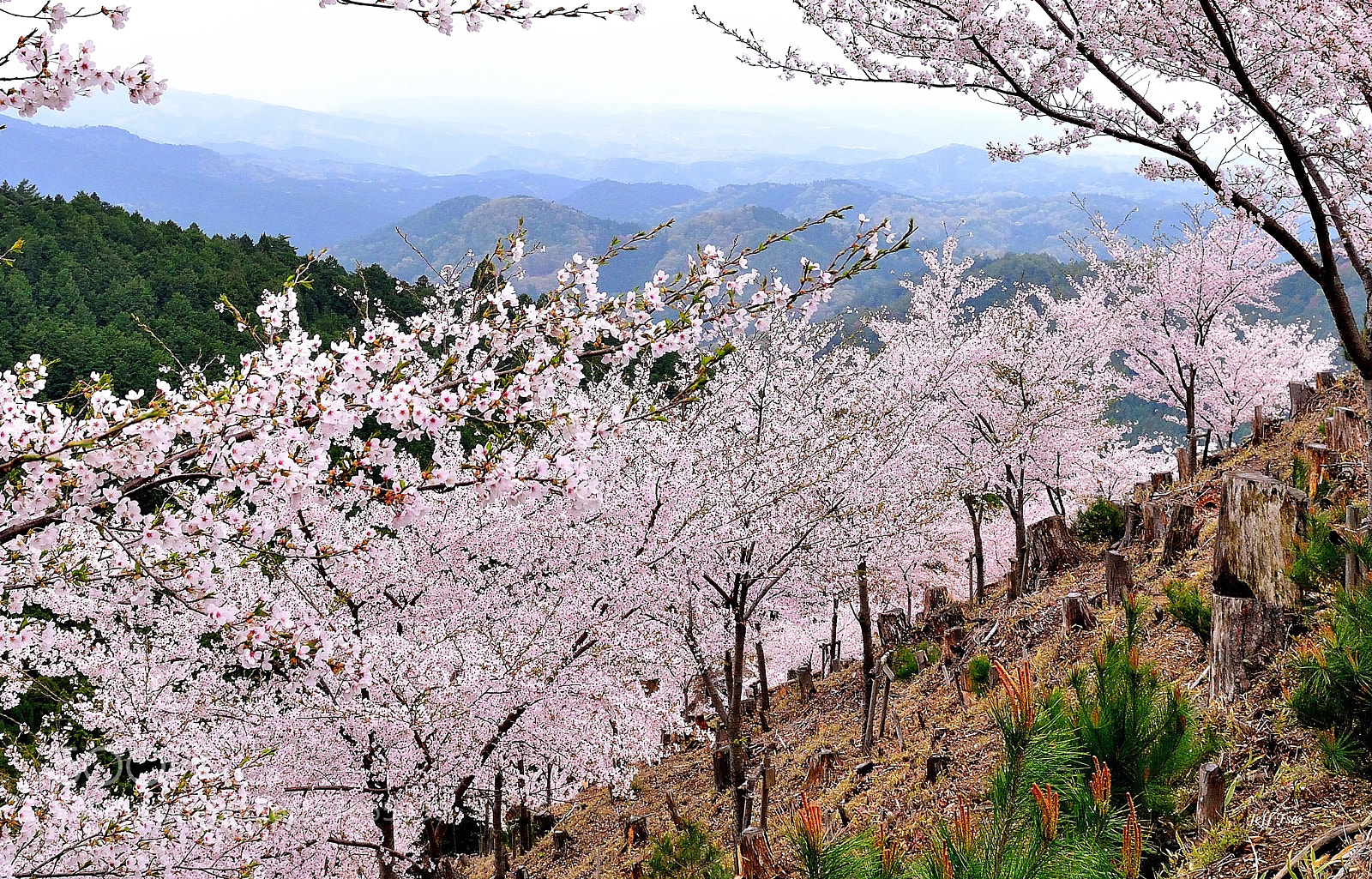 Nikon D800 sample photo. Woods of full blossom  photography