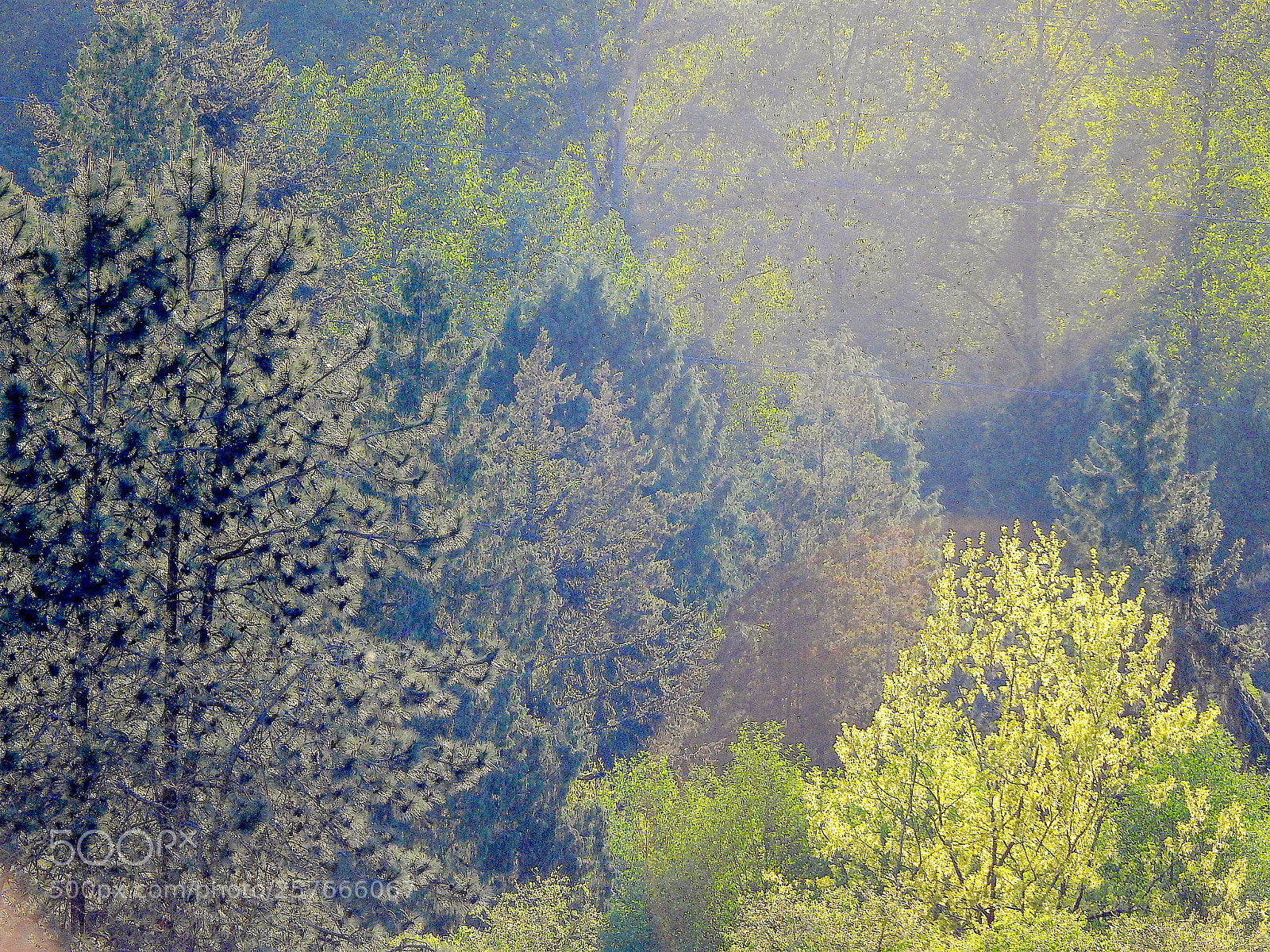 Nikon Coolpix P900 sample photo. Green photography