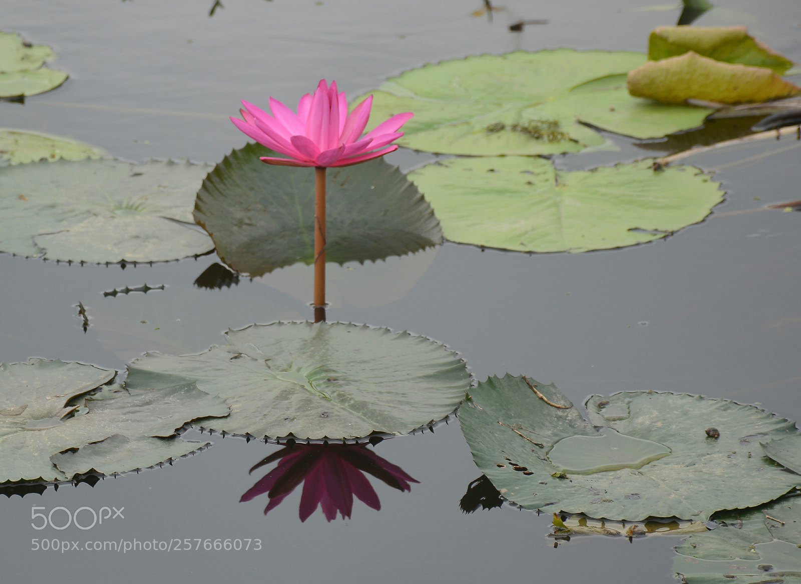 Nikon D7100 sample photo. Red water lily photography