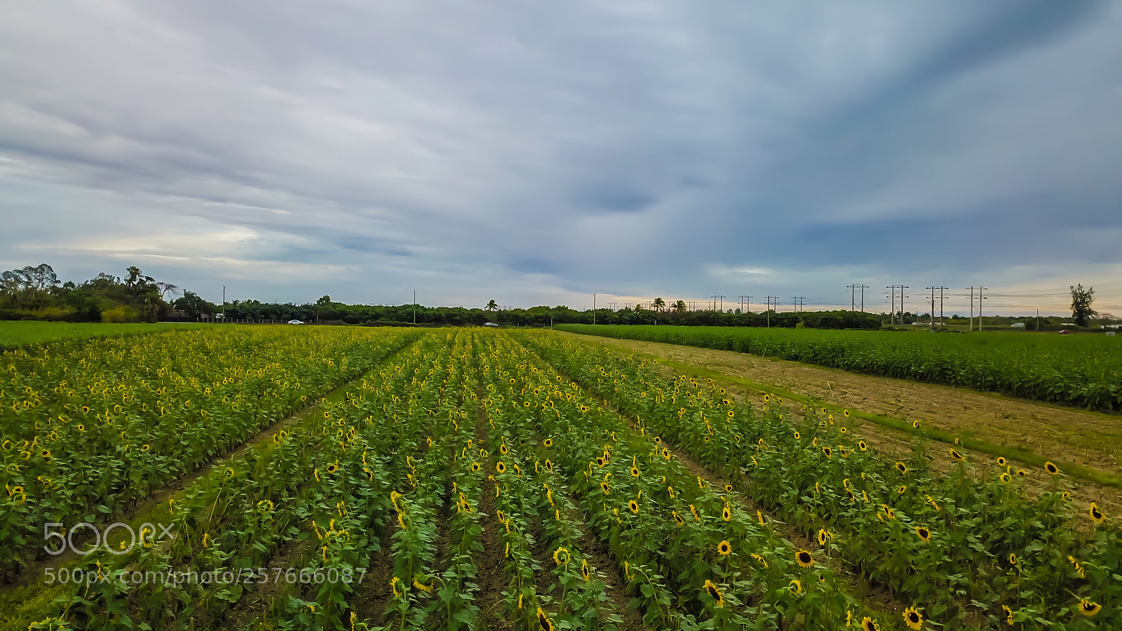 DJI FC220 sample photo. Untitled photography