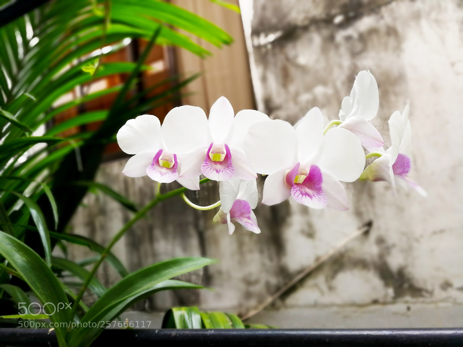 HUAWEI P10 sample photo. Morning blossom photography