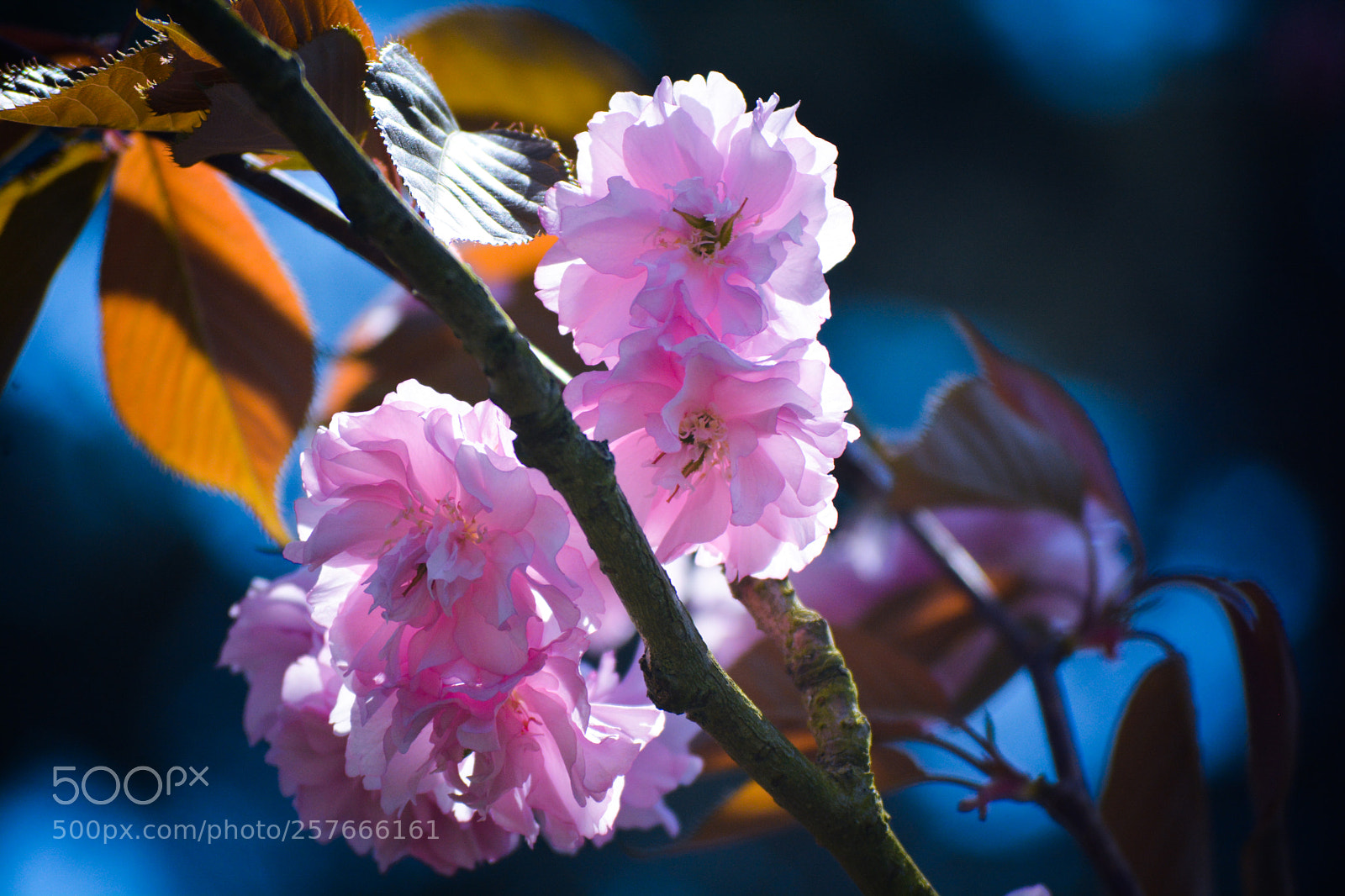 Nikon D7100 sample photo. Cherry blossom photography