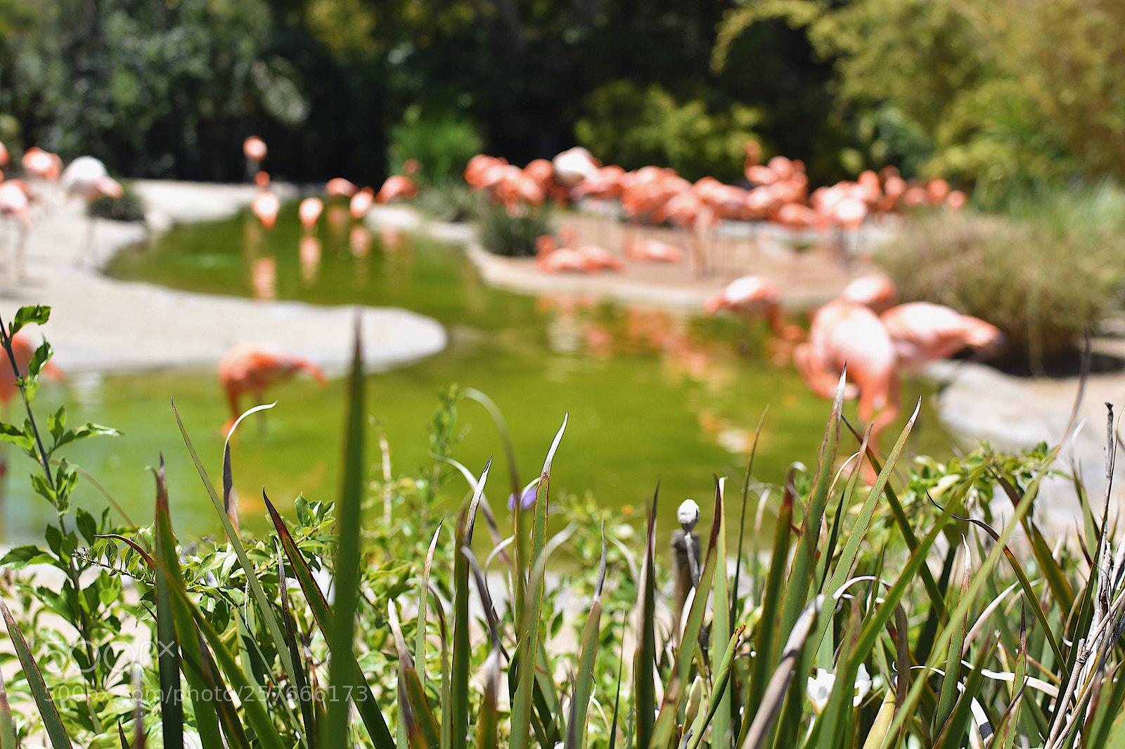 Nikon D5600 sample photo. The greener grass  photography