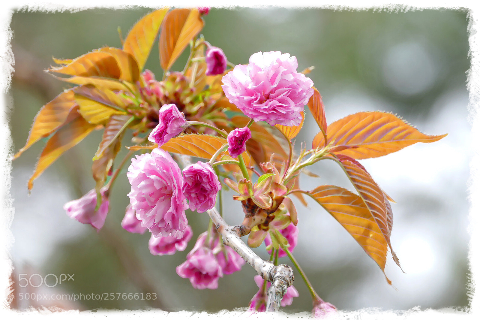 Panasonic Lumix DMC-FZ1000 sample photo. Cherry blossoms  photography