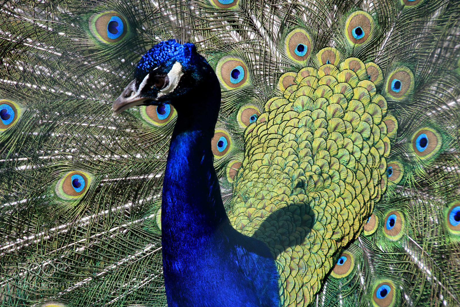 Canon EOS 7D Mark II sample photo. Ein stolzer pfau photography