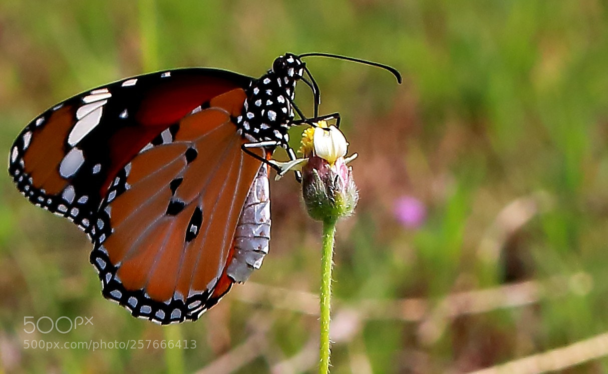 Canon EOS 700D (EOS Rebel T5i / EOS Kiss X7i) sample photo. African queen photography