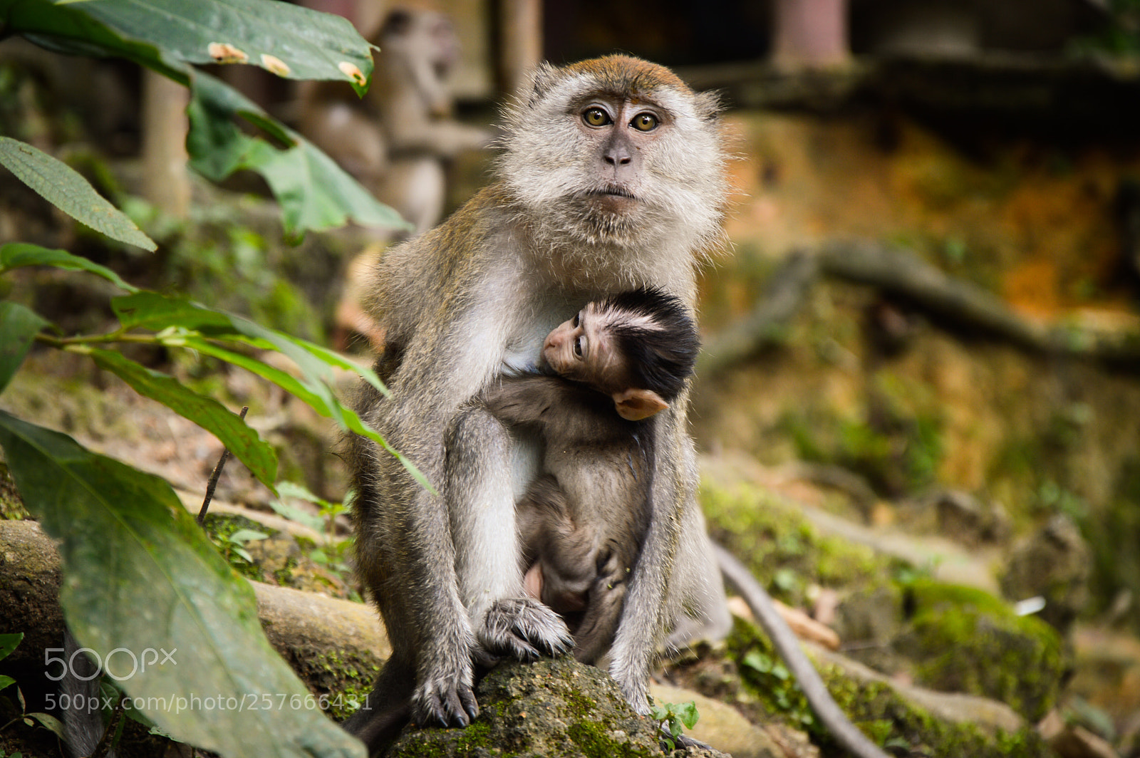 Nikon D3200 sample photo. Love of mother photography