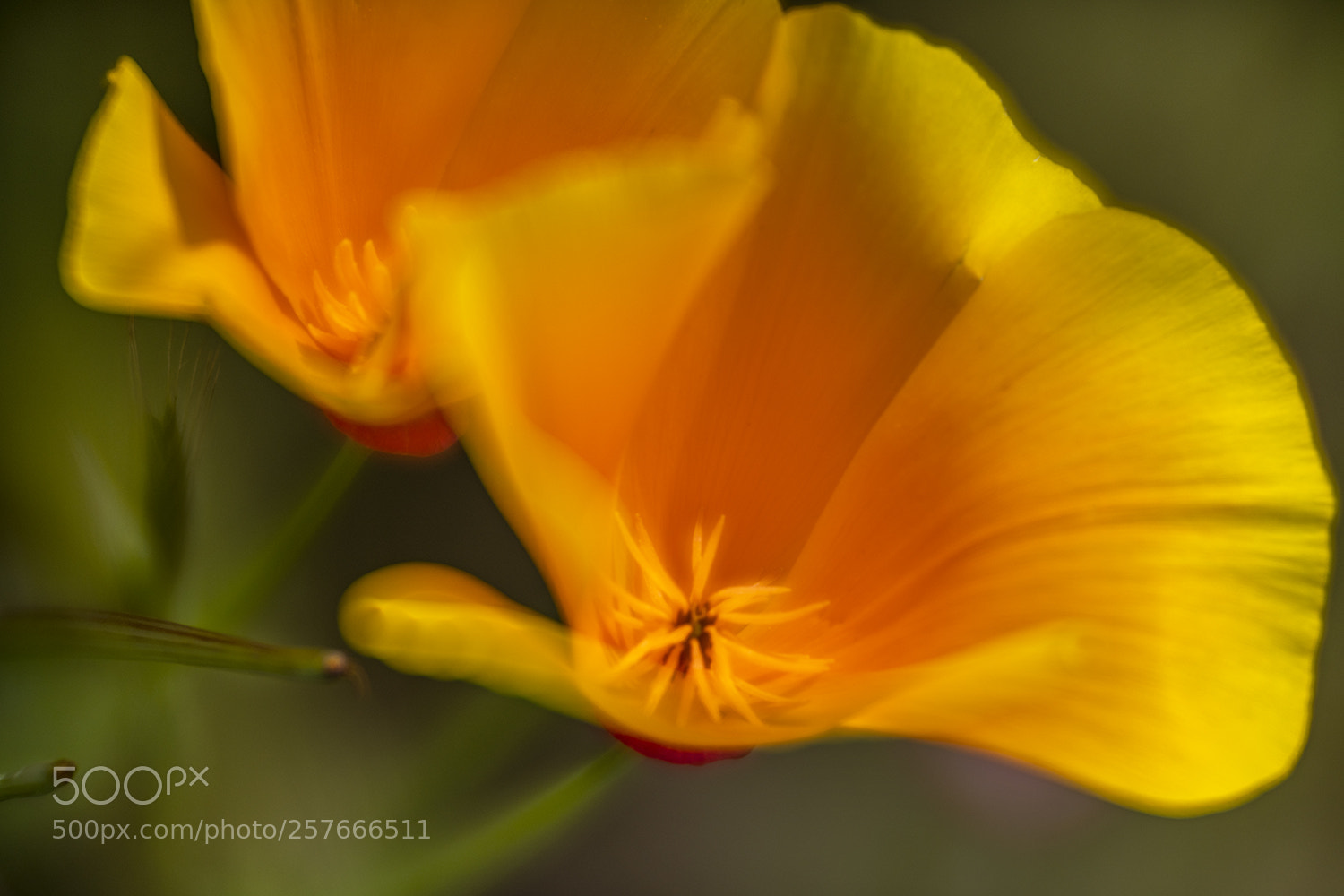 Nikon D850 sample photo. Two poppies in wind photography