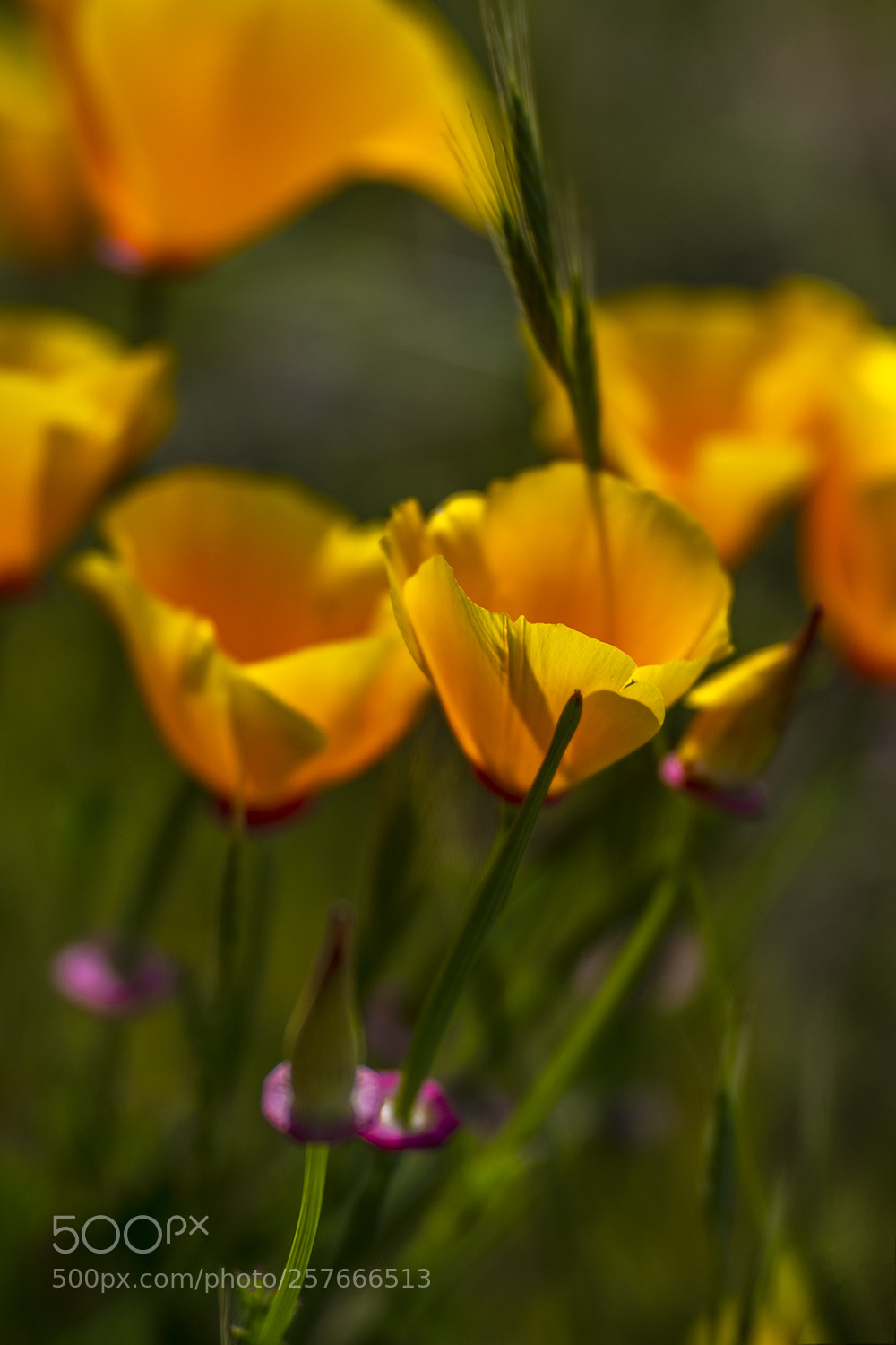 Nikon D850 sample photo. Group of poppies photography