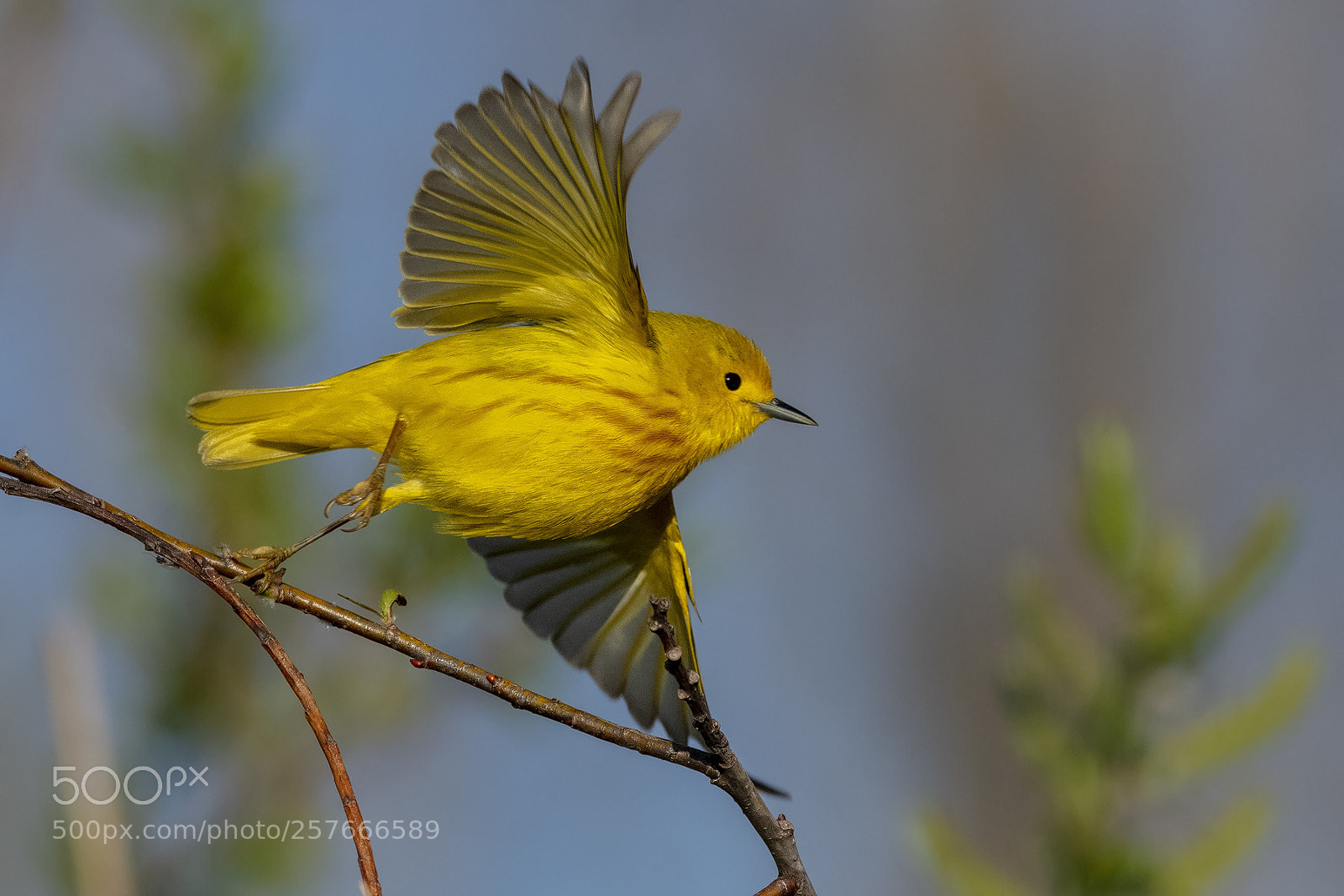 Nikon D850 sample photo. Yellow warbler photography