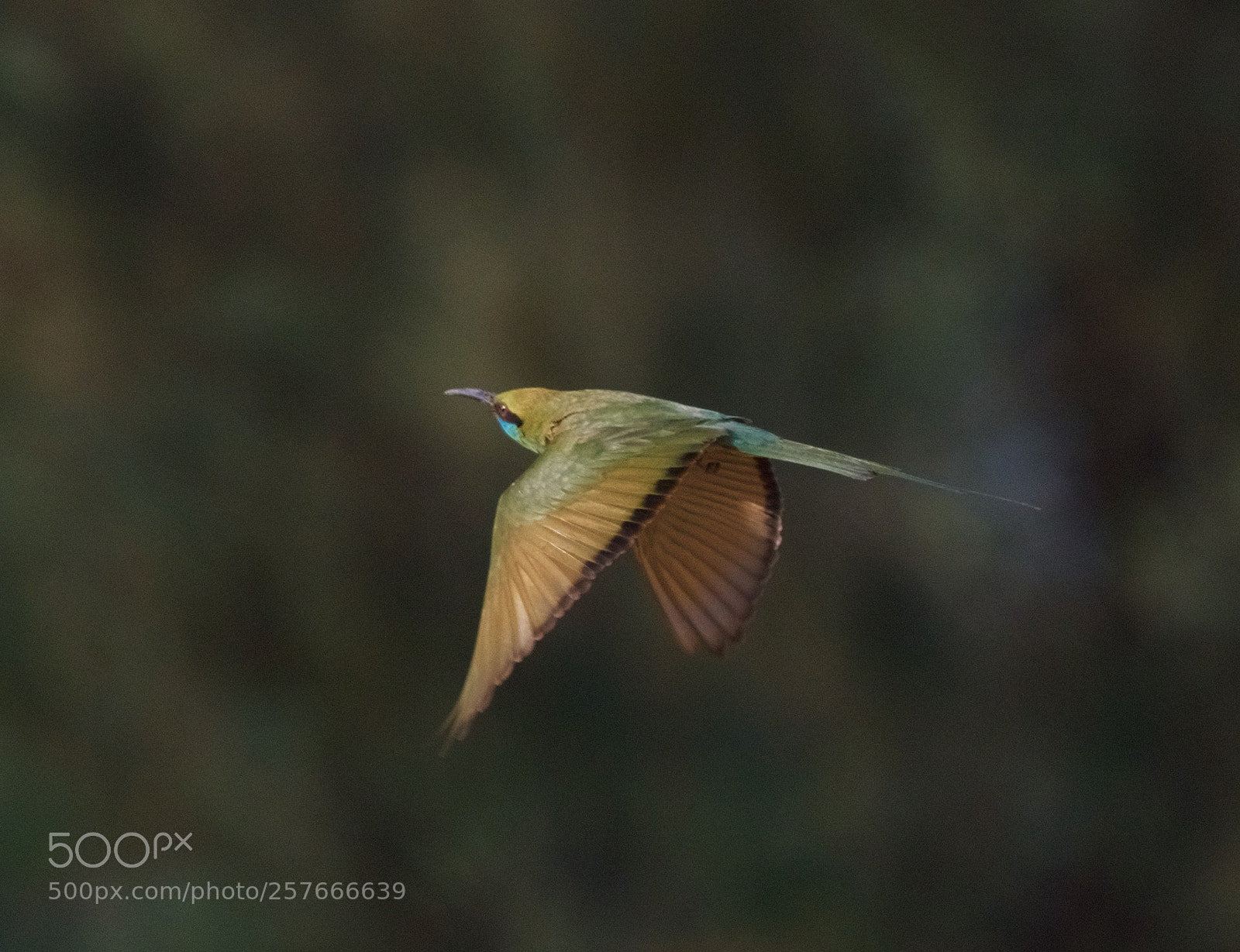 Nikon D500 sample photo. Morning flight photography