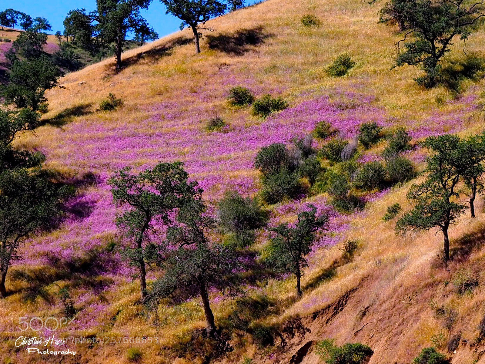 Olympus PEN-F sample photo. Rural california wildflower season photography