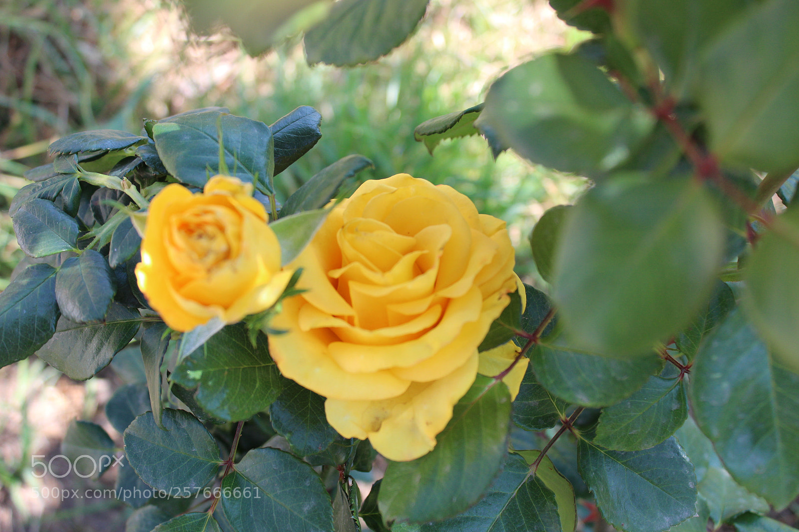 Canon EOS 1300D (EOS Rebel T6 / EOS Kiss X80) sample photo. Untitled photography