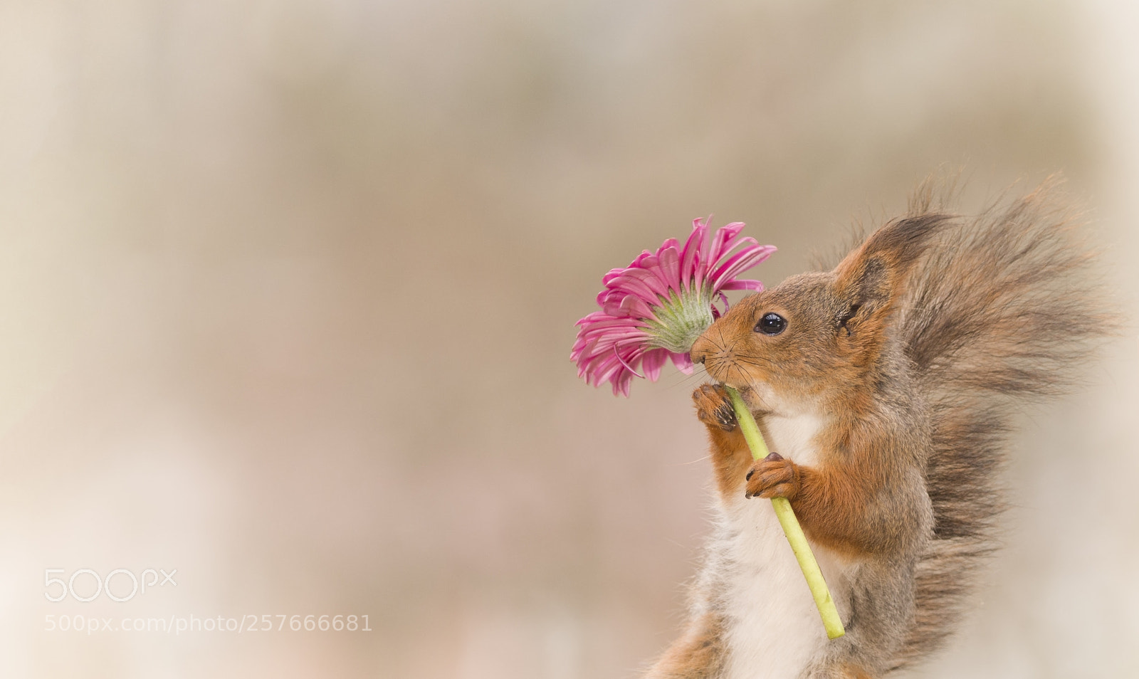 Nikon D810 sample photo. Red squirrel holding a photography