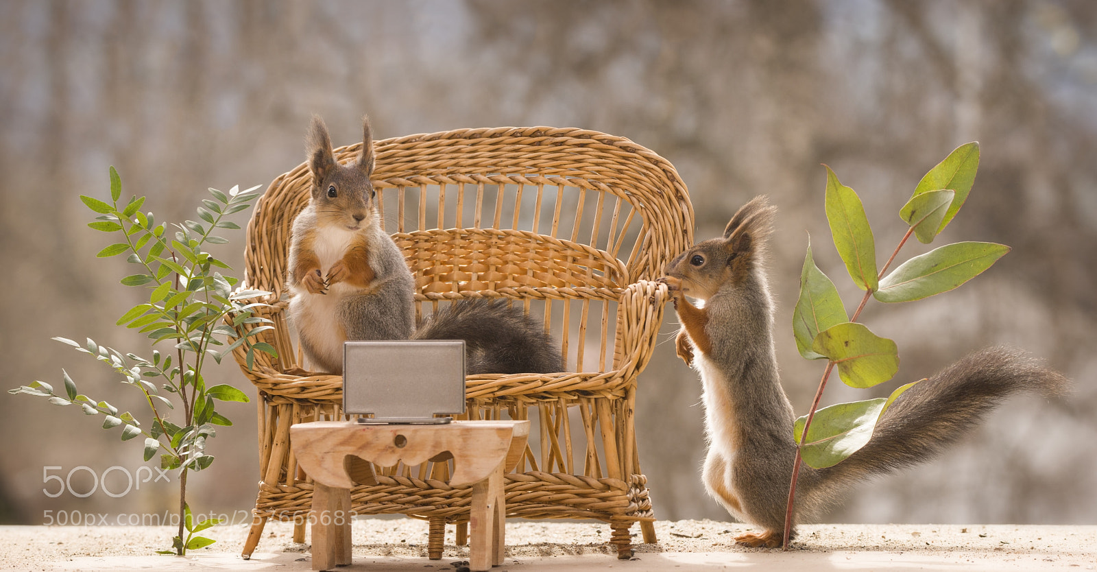 Nikon D810 sample photo. Red squirrels watching television photography