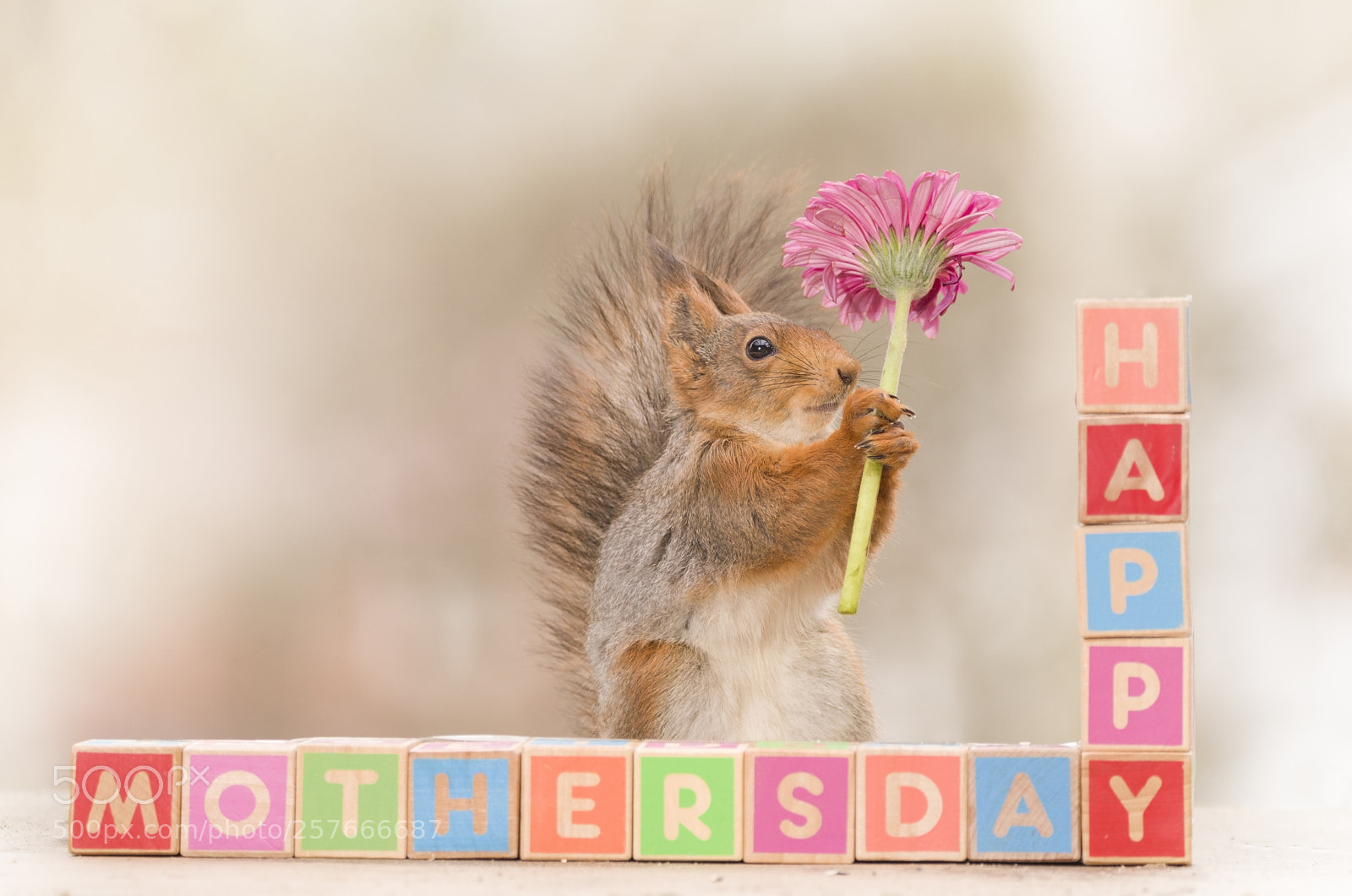Nikon D810 sample photo. Red squirrel is holding photography