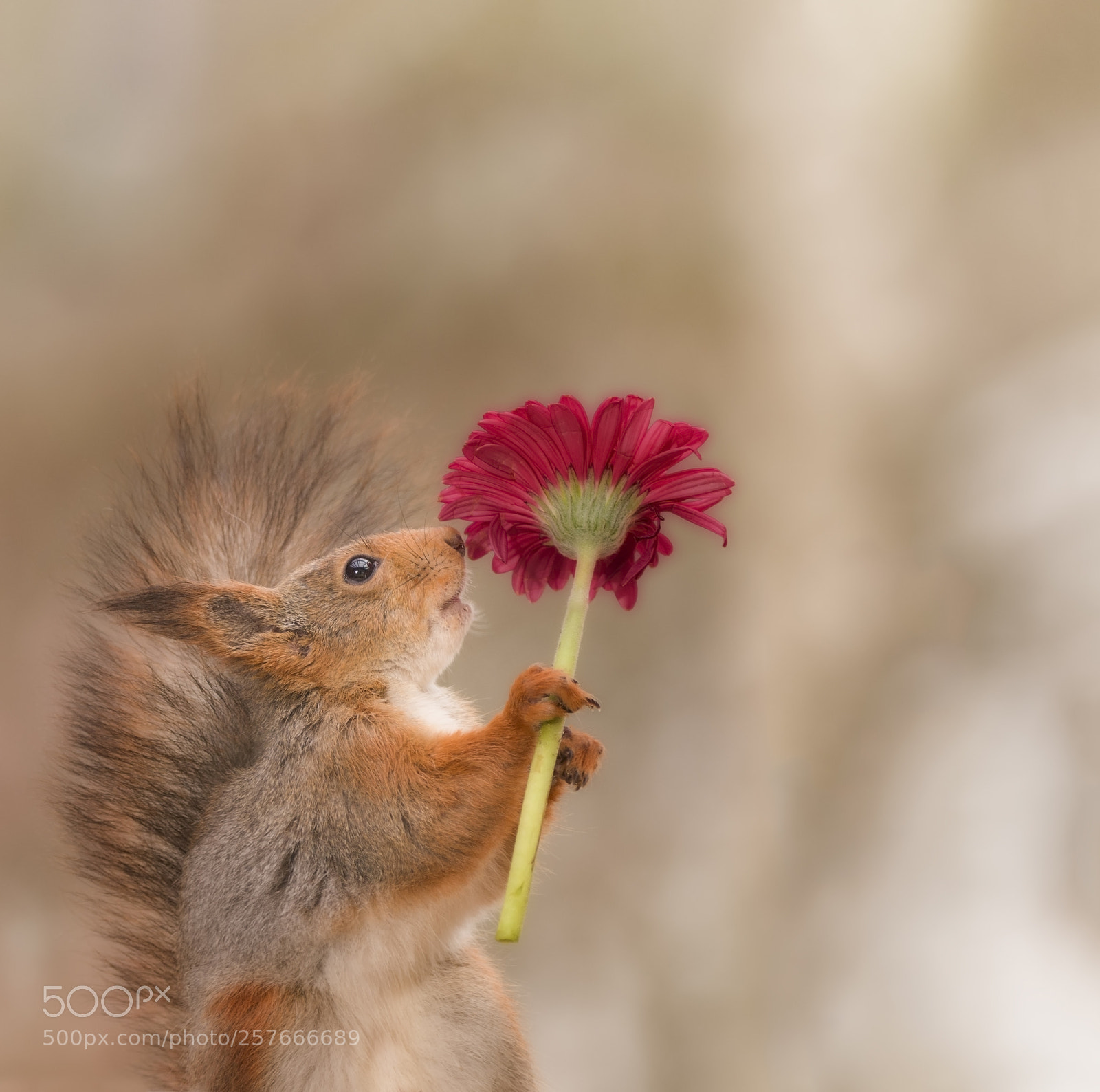Nikon D810 sample photo. Red squirrel is holding photography